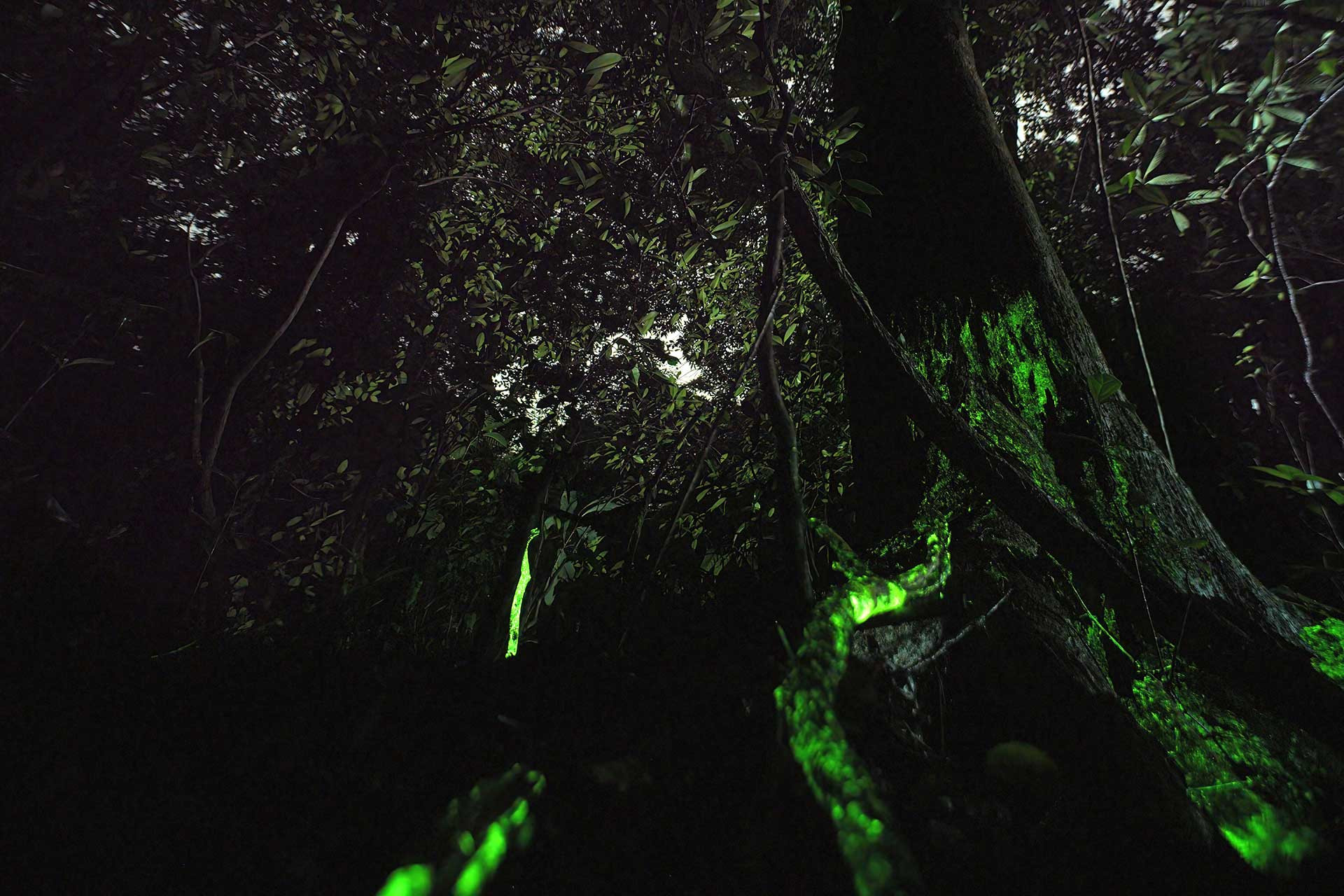 Bioluminescent Fungi at Mollem, Goa | Nature inFocus