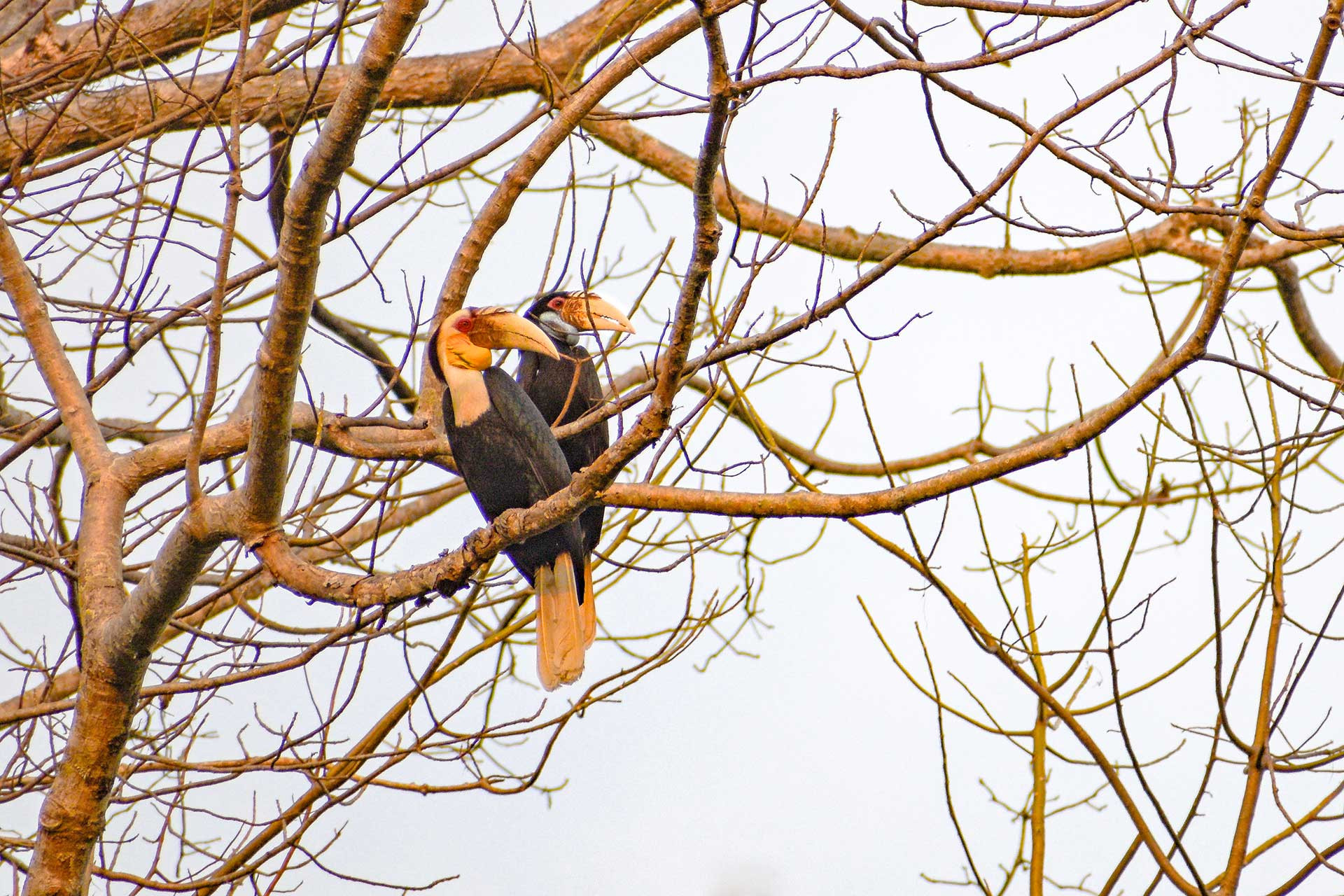 birds WreathedHornbillPair | Nature Infocus