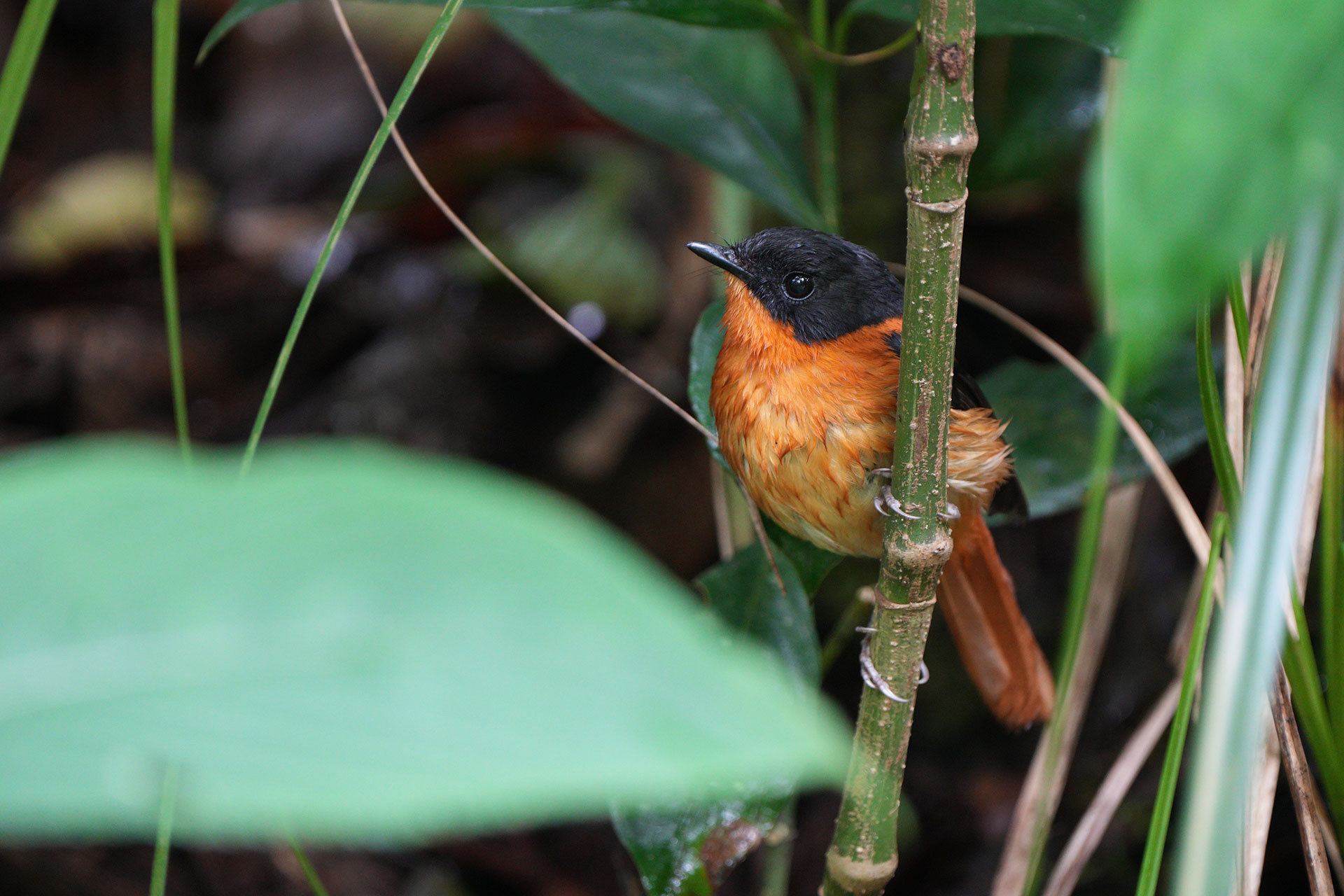 Black-and-orange Flycatcher (Ficedula nigrorufa) endemic to the Western Ghats