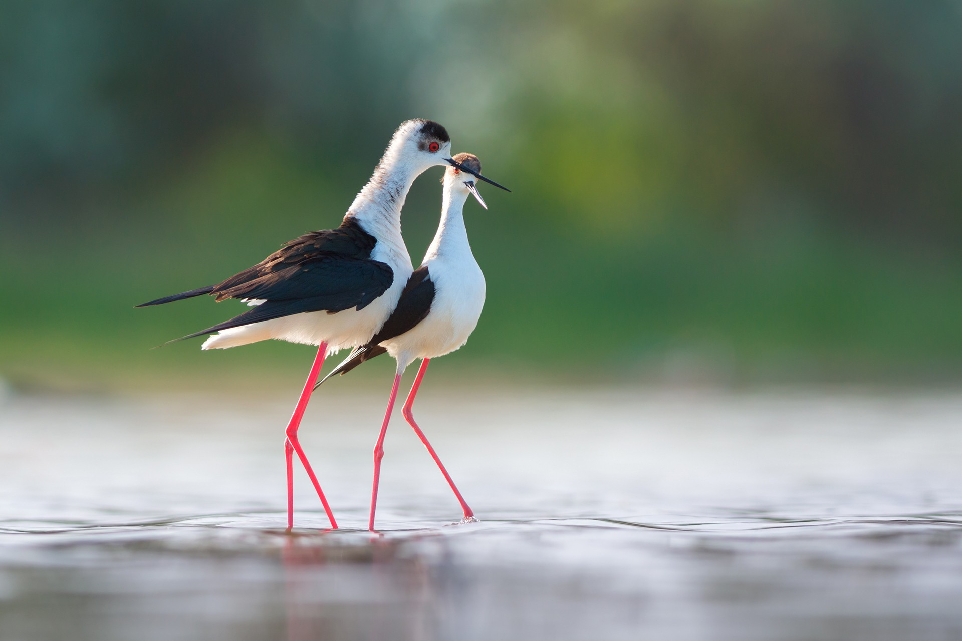 black winged stilt | Nature Infocus