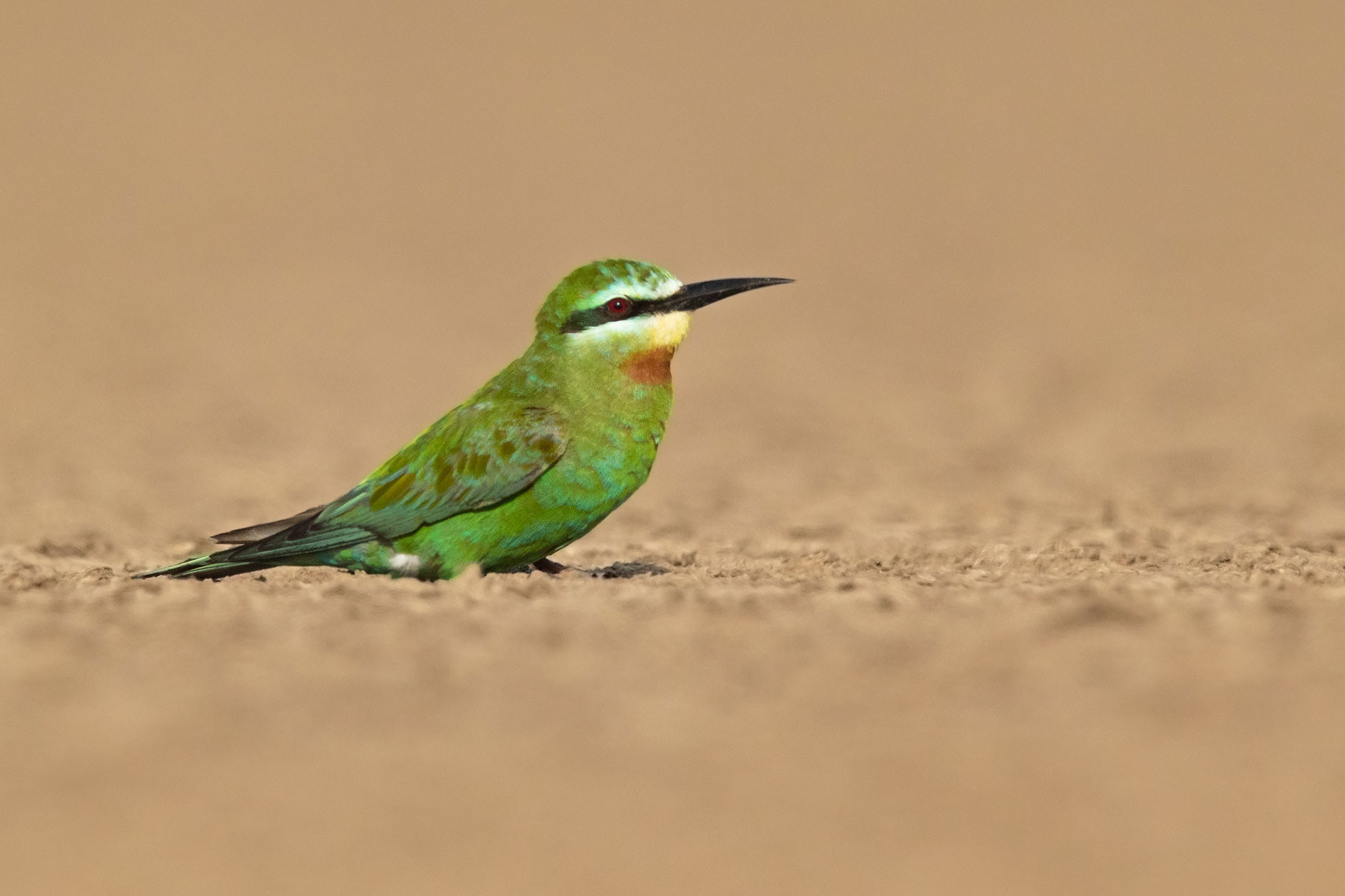 Blue-cheeked Bee-eater