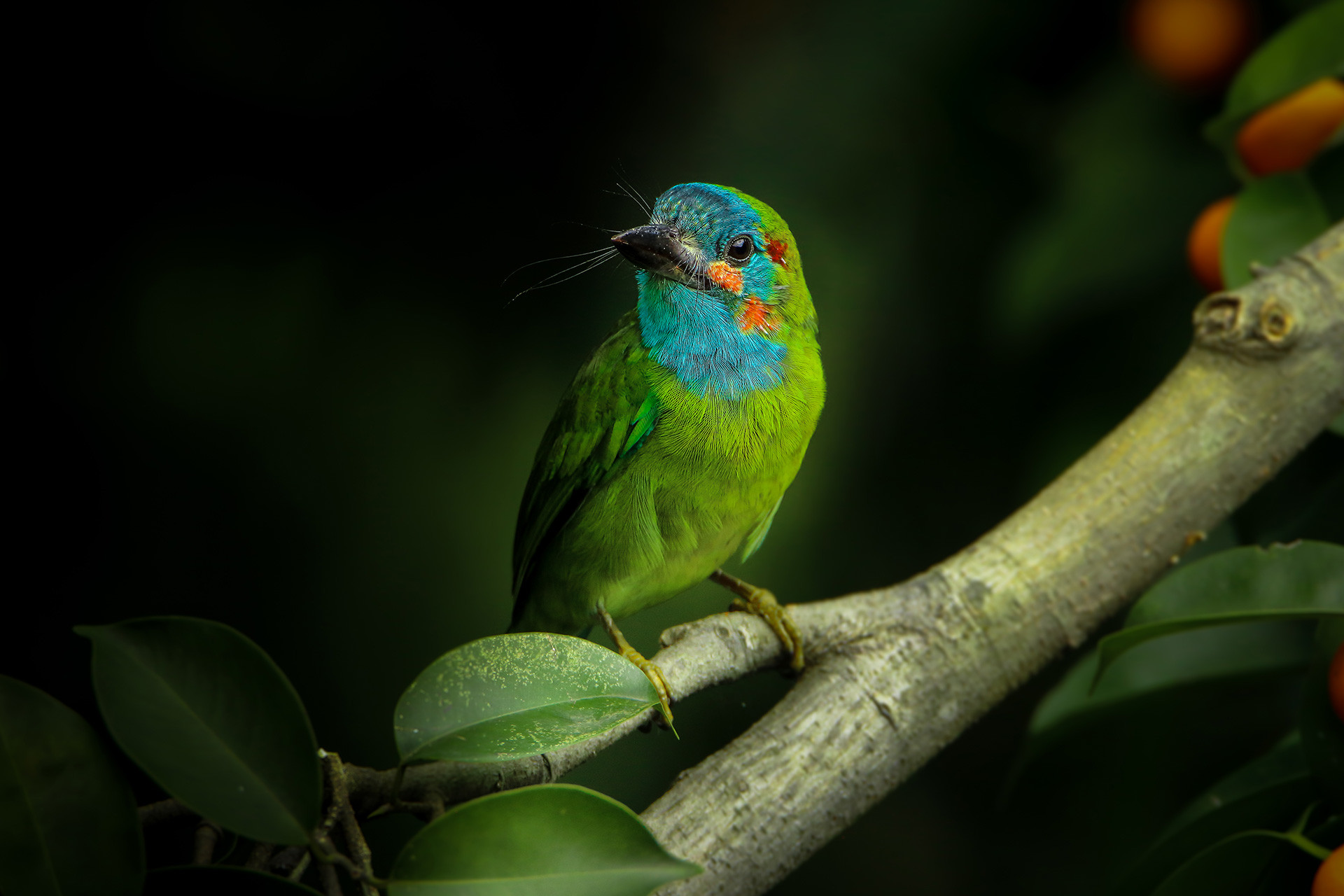 Blue-eared Barbet bird in Mahananda Wildlife Sanctuary in West Bengal
