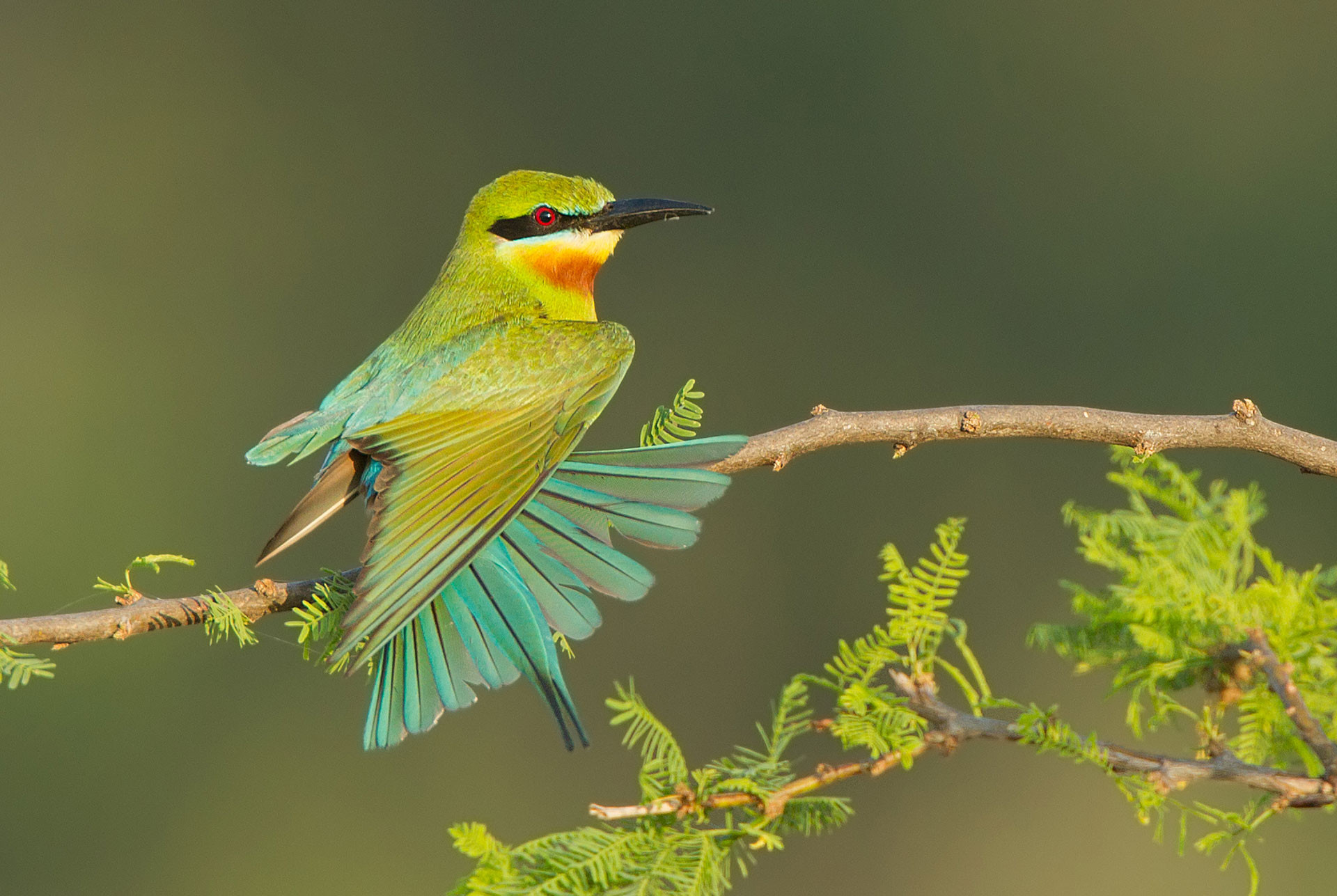 Blue Tailed Bee-eater