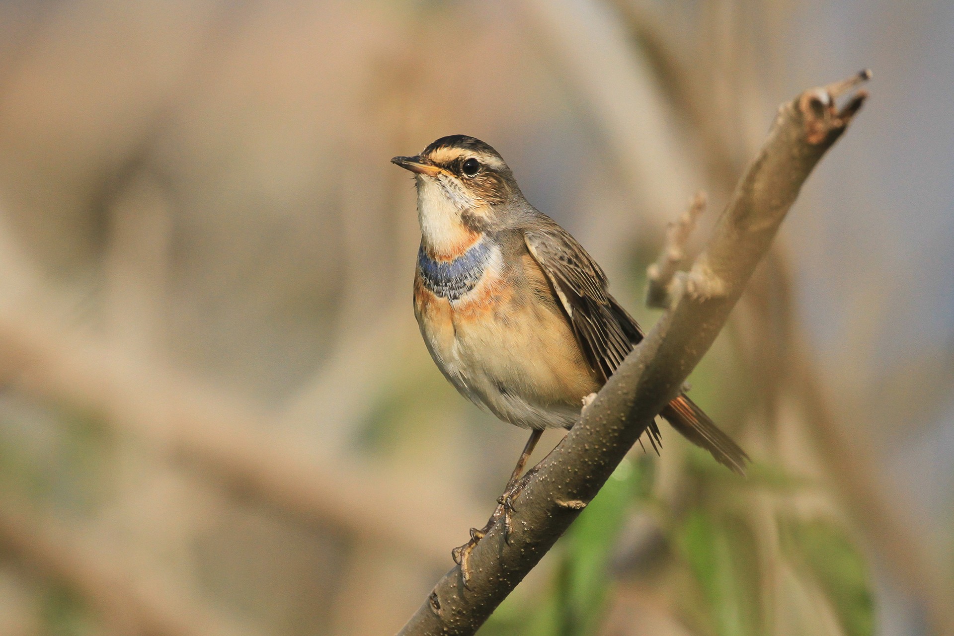 Bluethroat Luscinia svecica