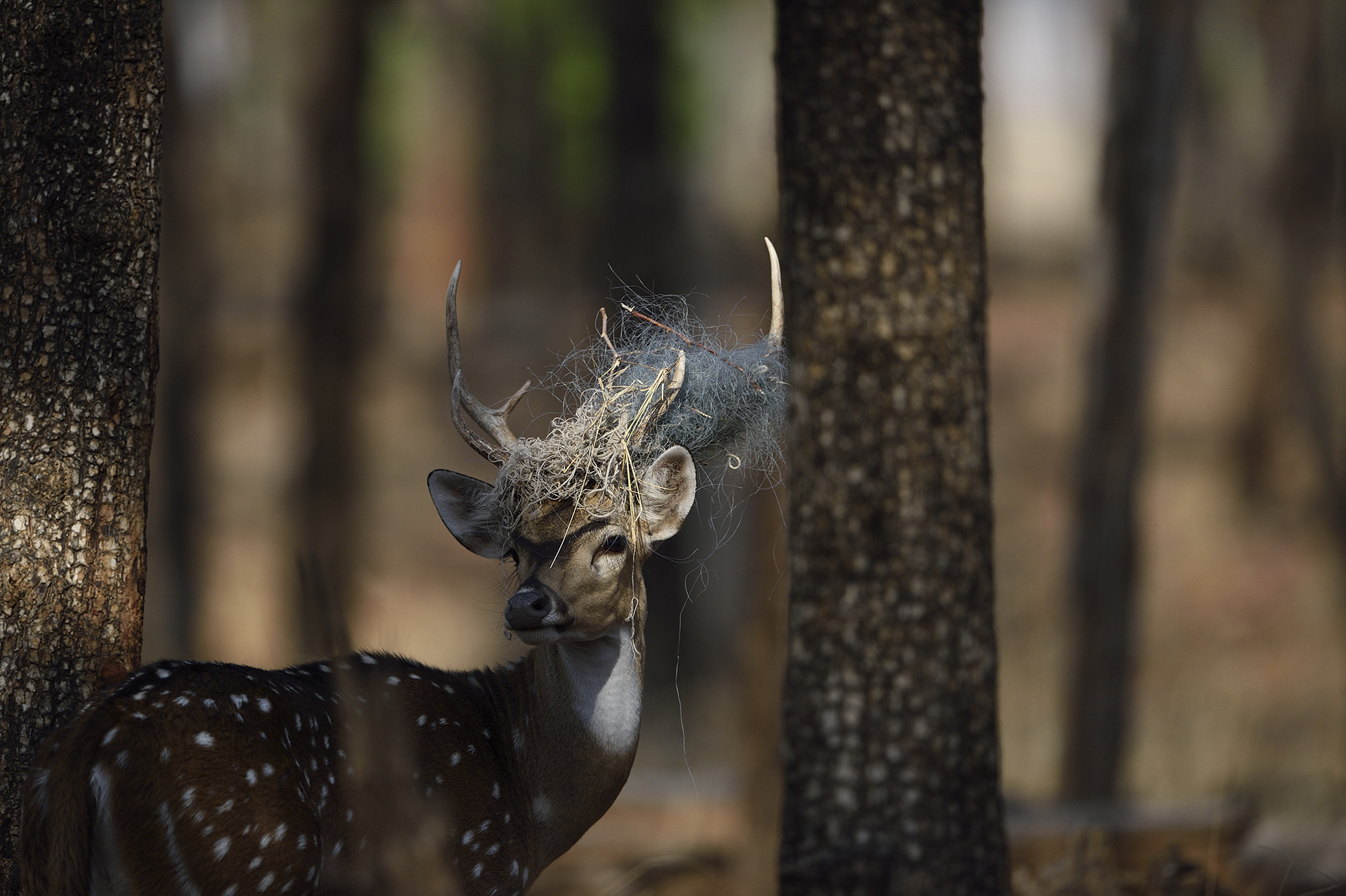 Boat camp dsc - Snapshots From Pench | Nature inFocus