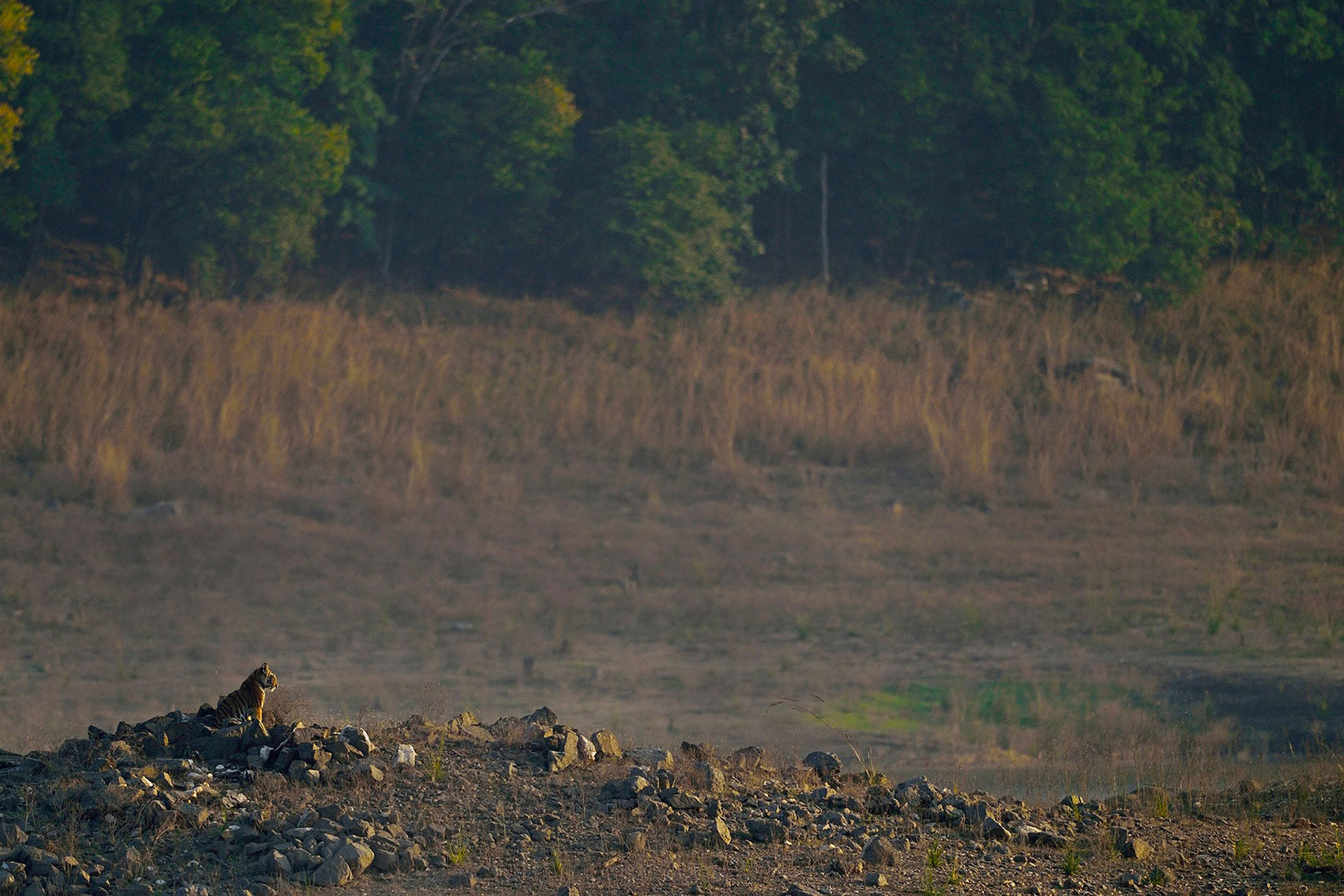 Boat camp tiger at boat camp - Snapshots From Pench | Nature inFocus