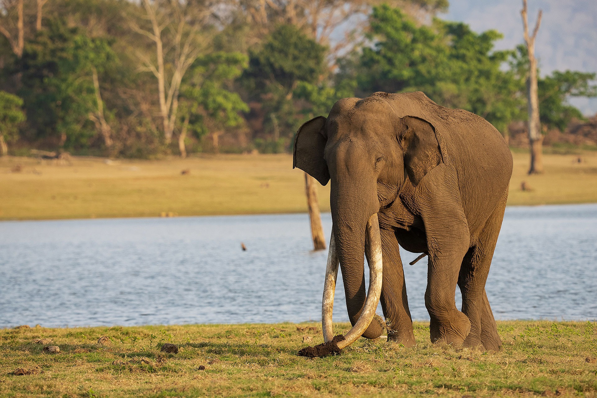 mr kabini nagarahole