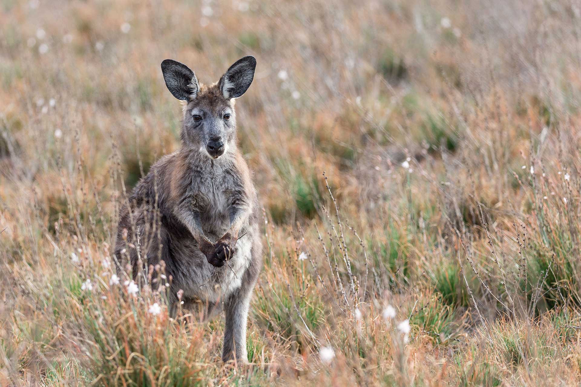 kangaroo west bengal