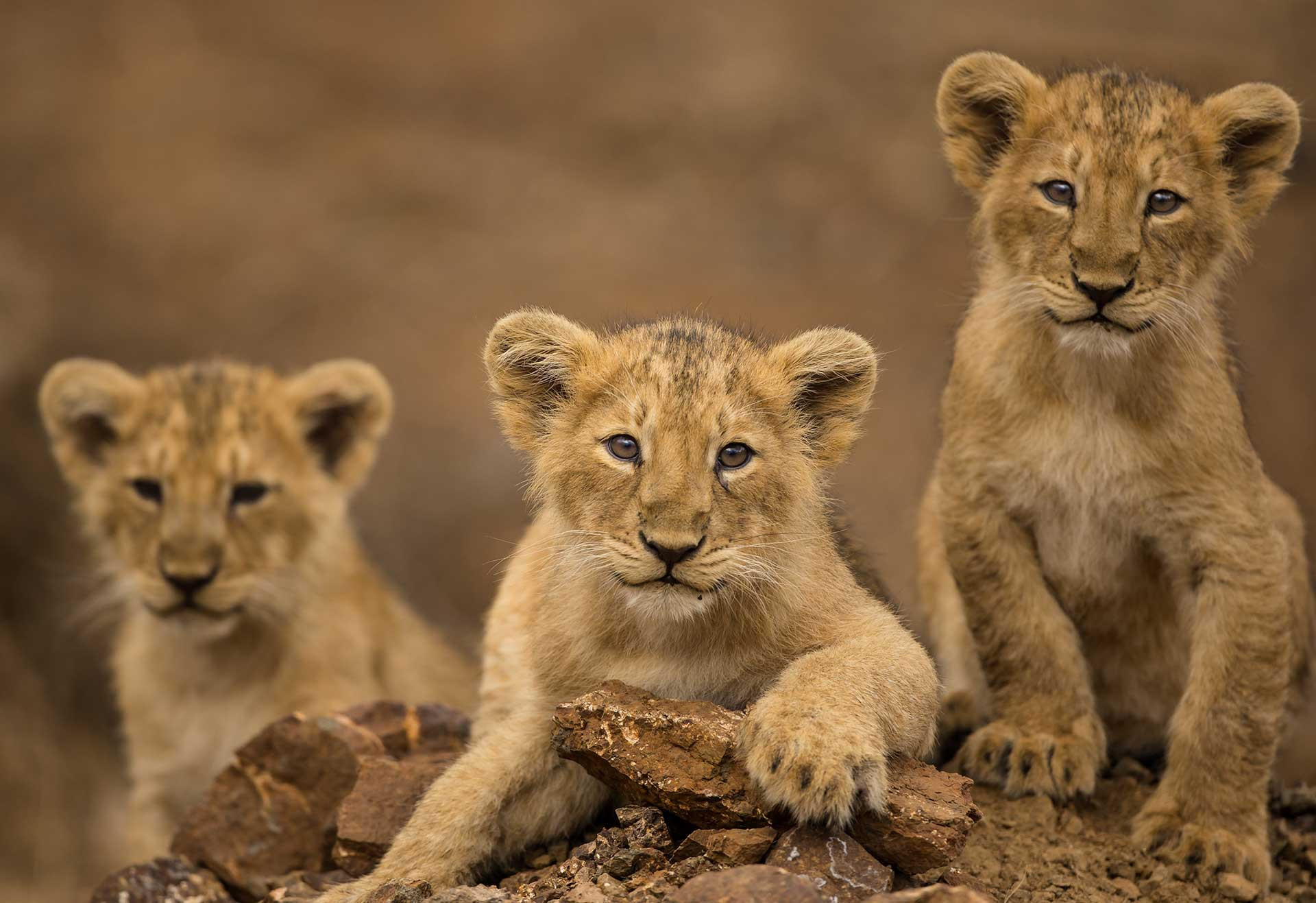 Three Asiatic Lion cubs | Nature inFocus