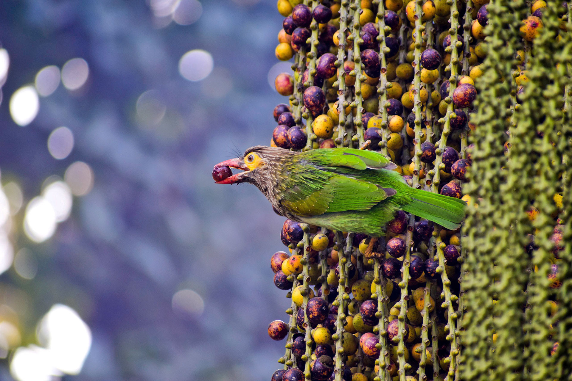 Brown headed Barbet Bird feeding on fruit