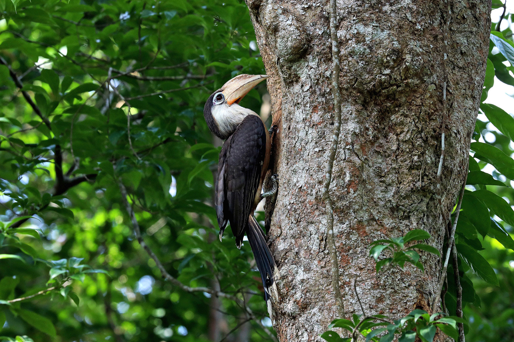 Austen’s Brown Hornbill or White-throated Brown Hornbill