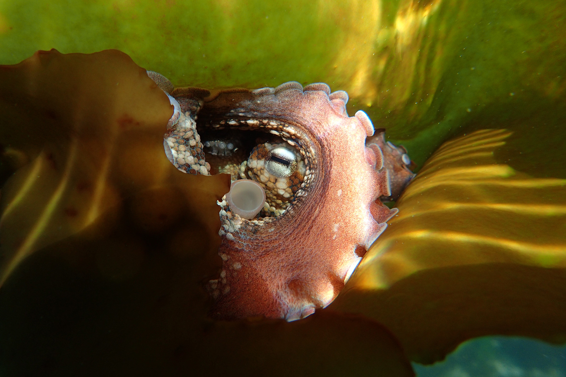 By craig foster octopus - My Octopus Teacher: Conversations with Craig Foster & Pippa Ehrlich | Nature inFocus