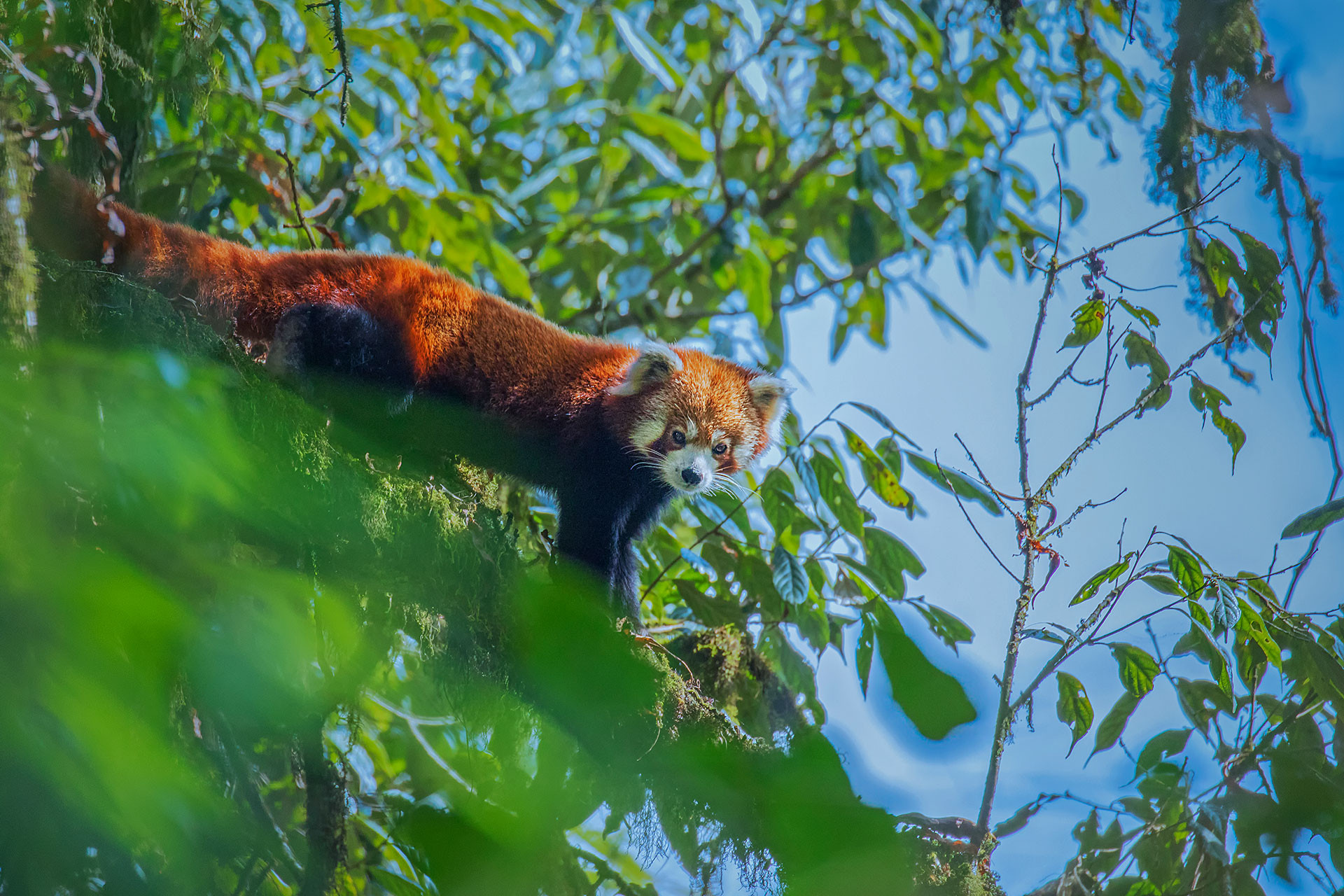 Himalayan Red Panda, Ailurus fulgens fulgens