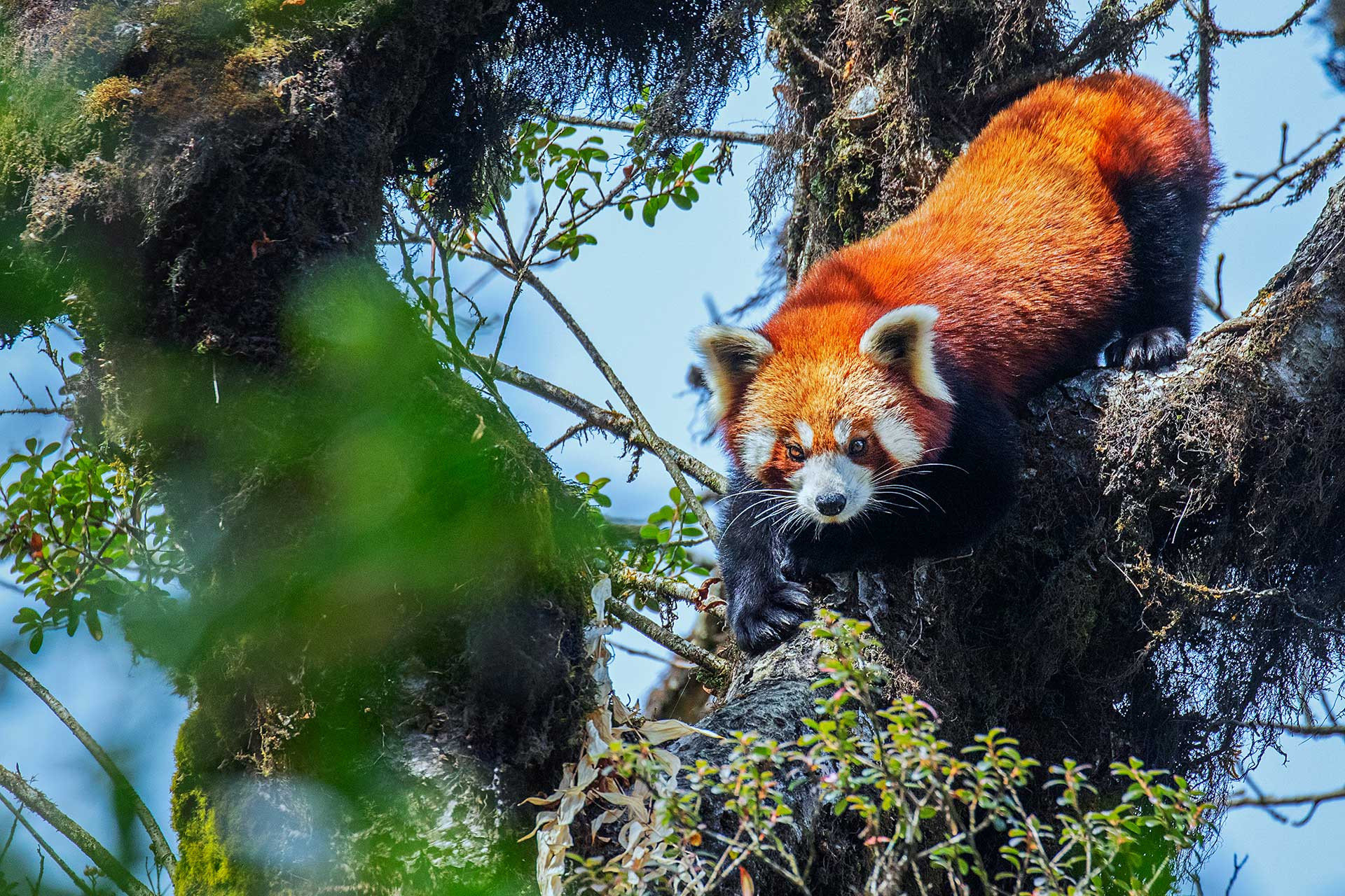 Red Panda in Singalila National Park Sikkim