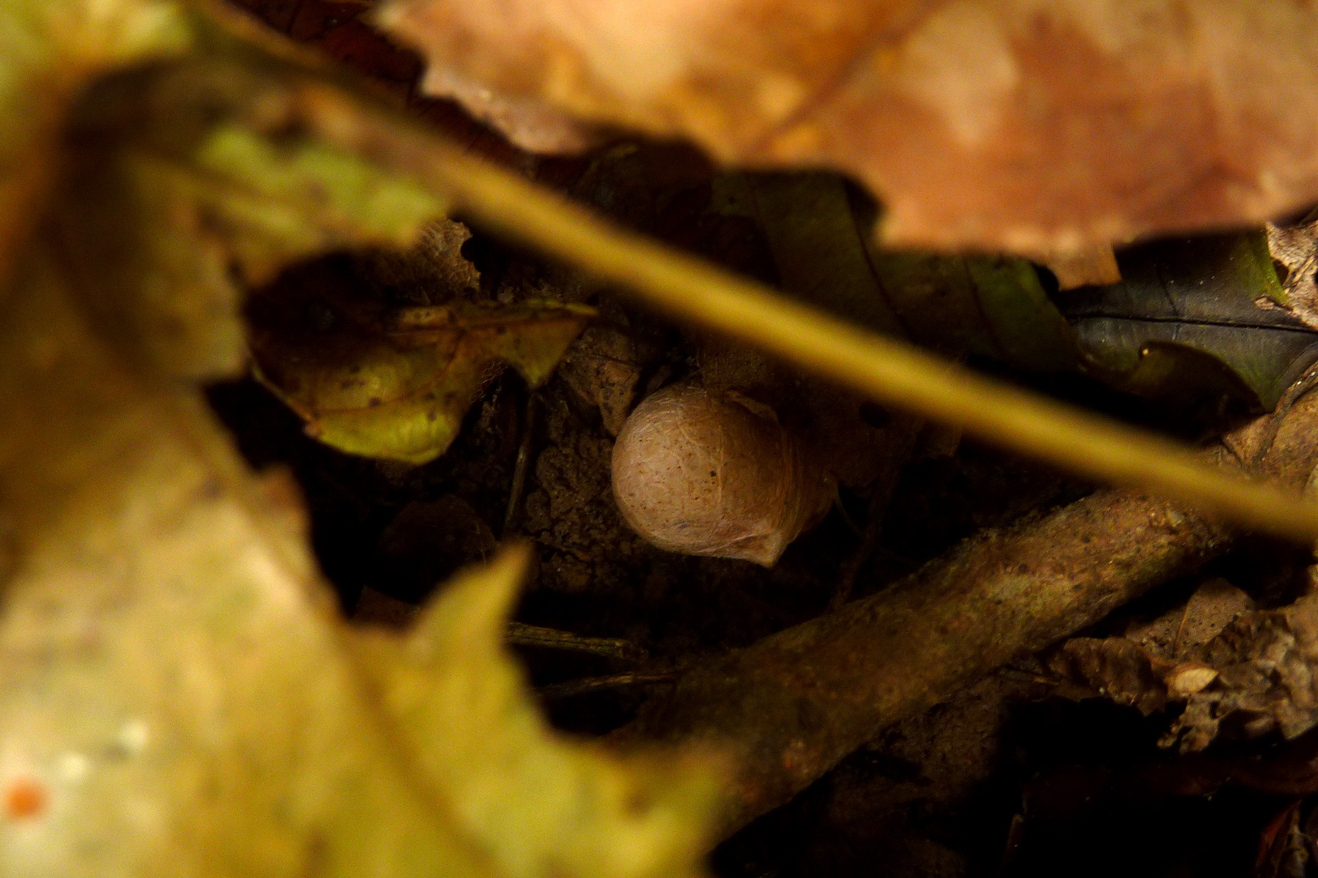 Cached seed prunus ceylanica high res - Rodents: Greedy Eaters Or Forest Helpers | Nature inFocus
