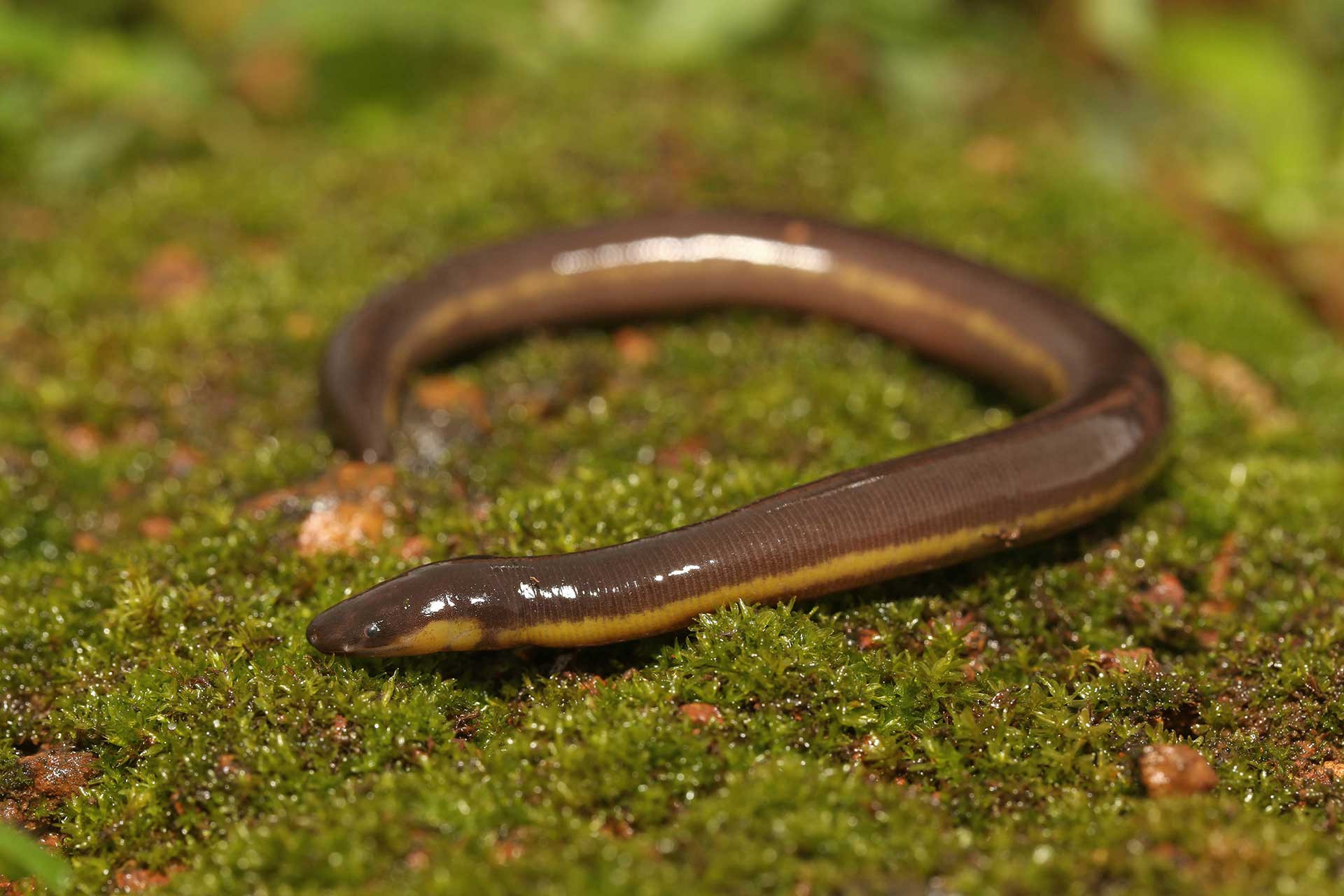 Caecilian (Ichthyophis sp.) from the Western Ghats