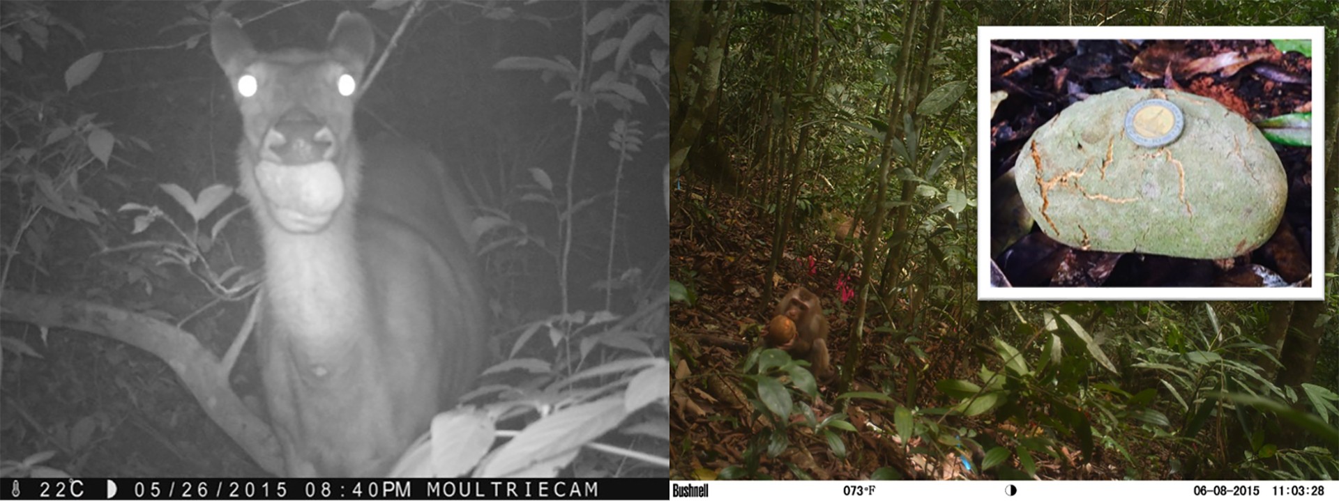 Camera traps copy - The Unequal Contribution Of Seed-Dispersing Animals | Nature inFocus