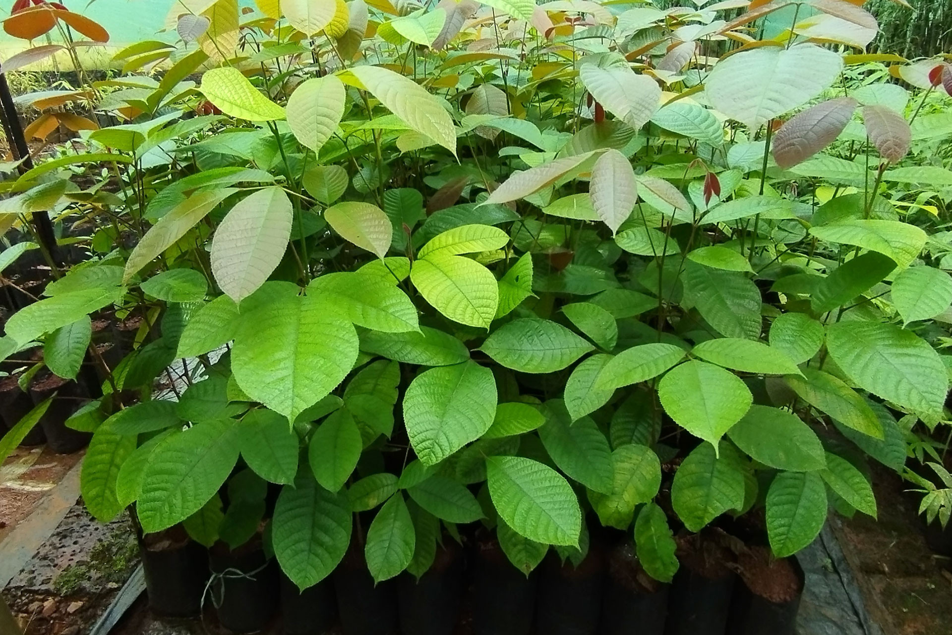      Canarium strictum   seedlings | Nature Infocus