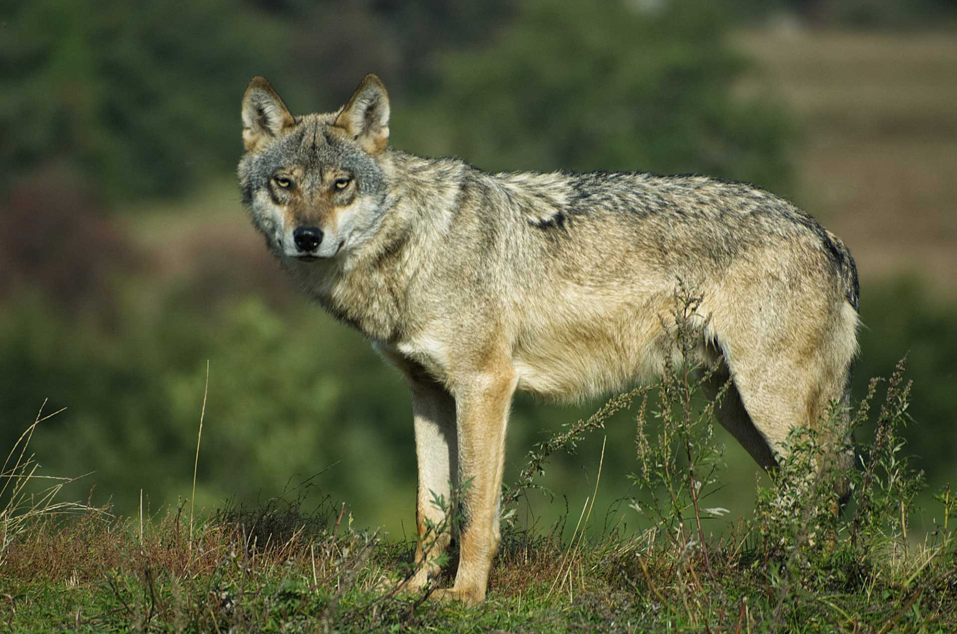 Gray Wolf in a grassland