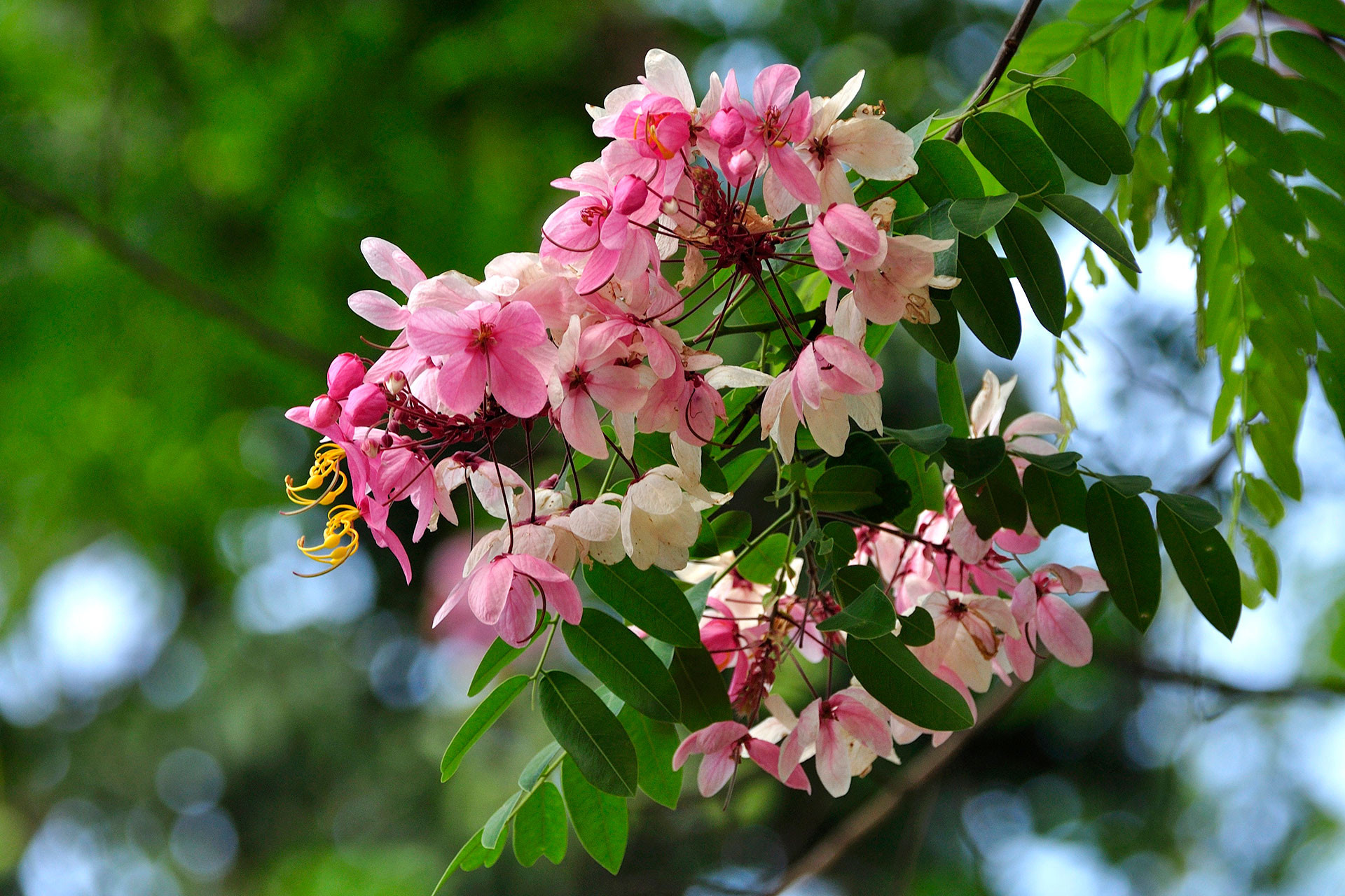      Cassia javanica Radha Rangarajan | Nature Infocus