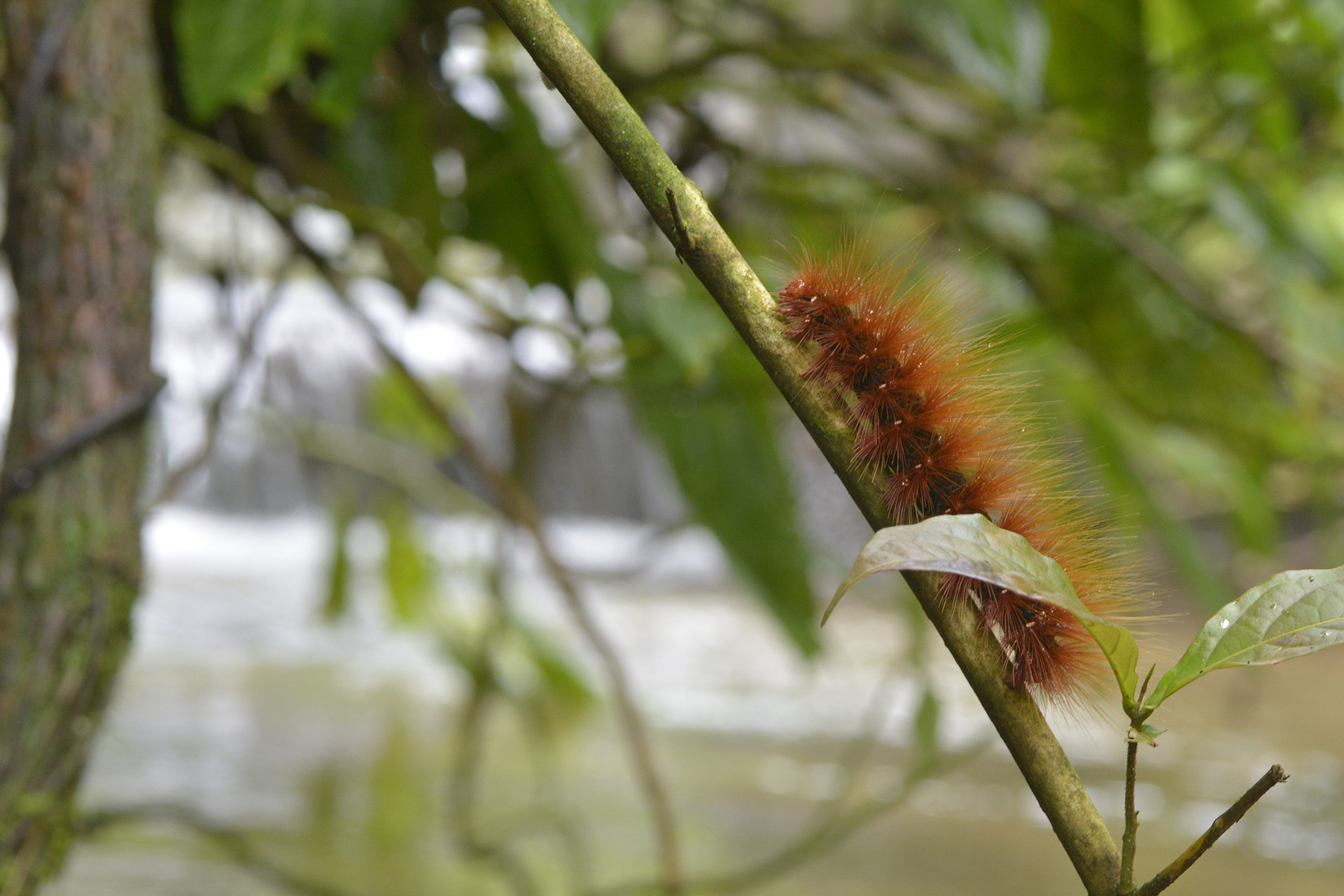 Caterpiller - Monsoon Macro Diaries | Nature inFocus