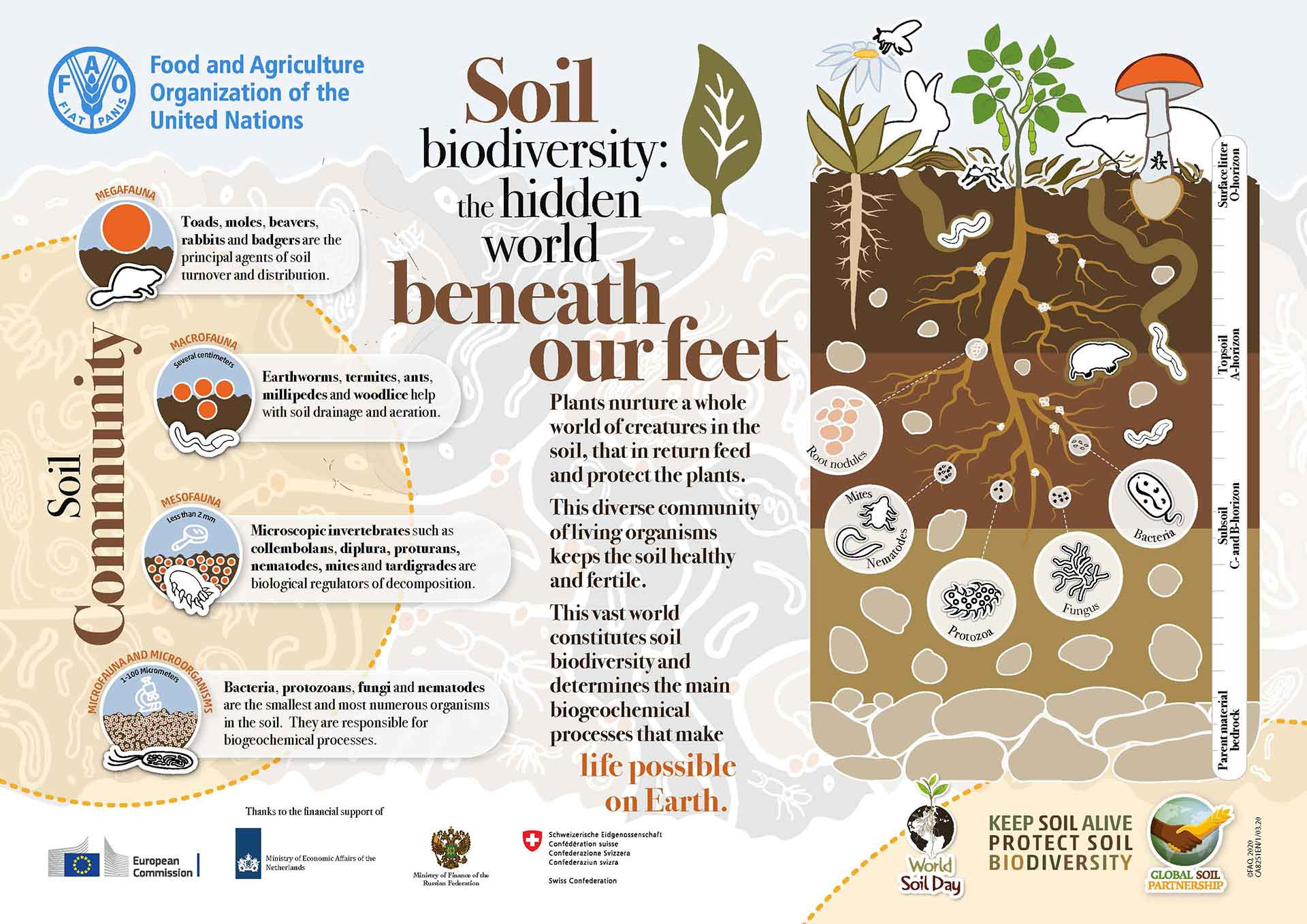 The importance of Soil Biodiversity