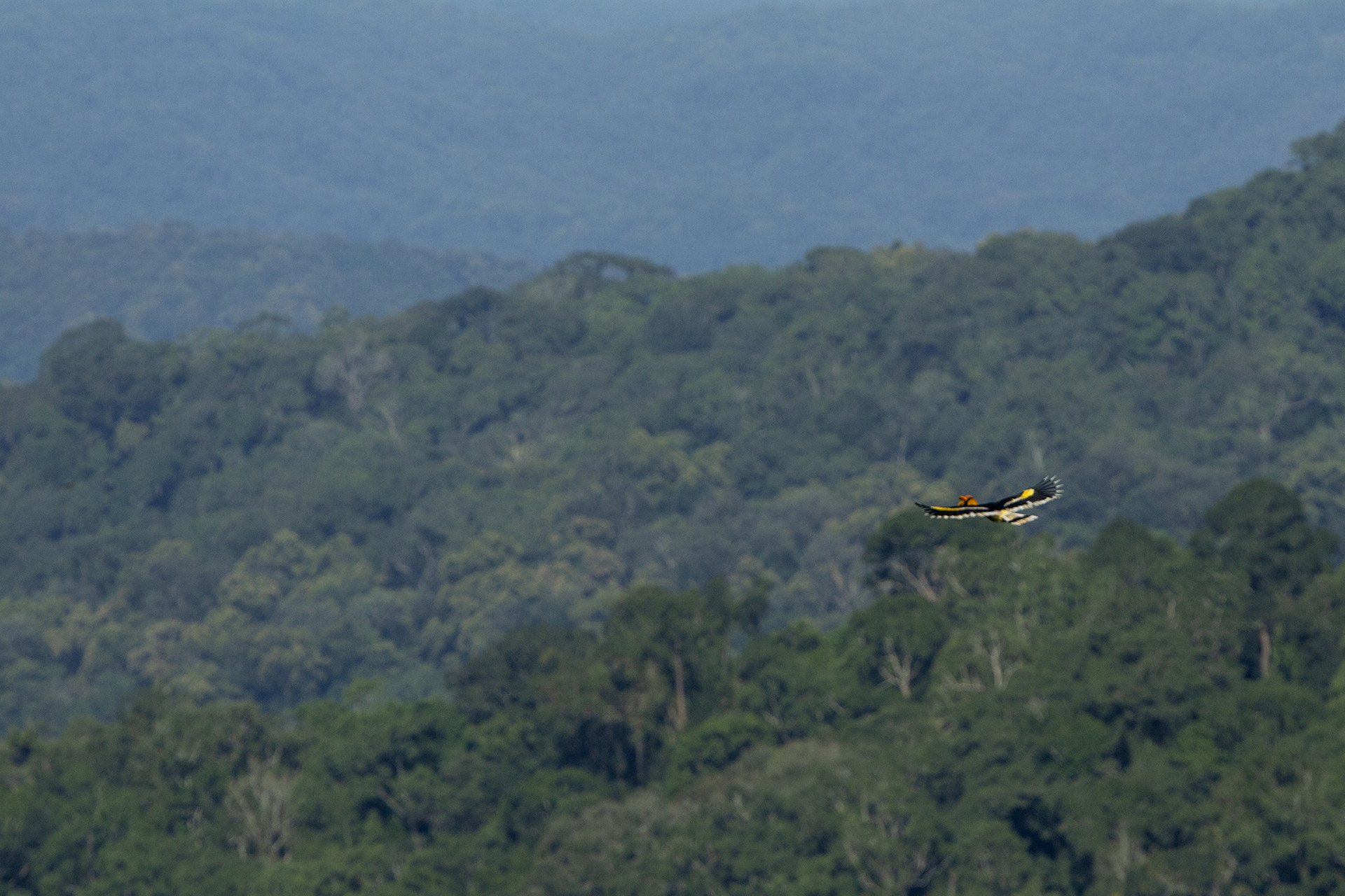 Great Hornbill in Valparai