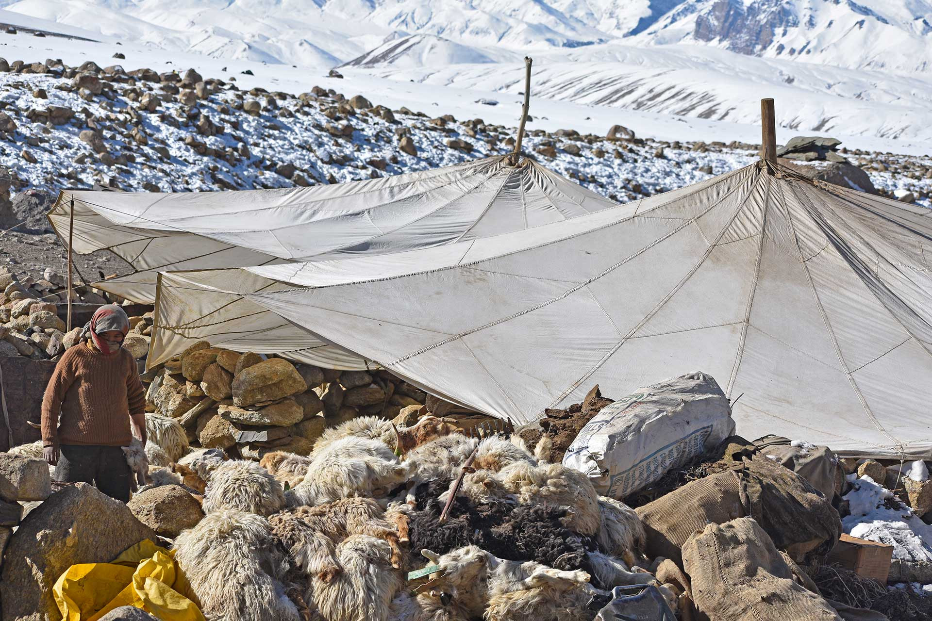 Piles of dead animals in Tongone Valley