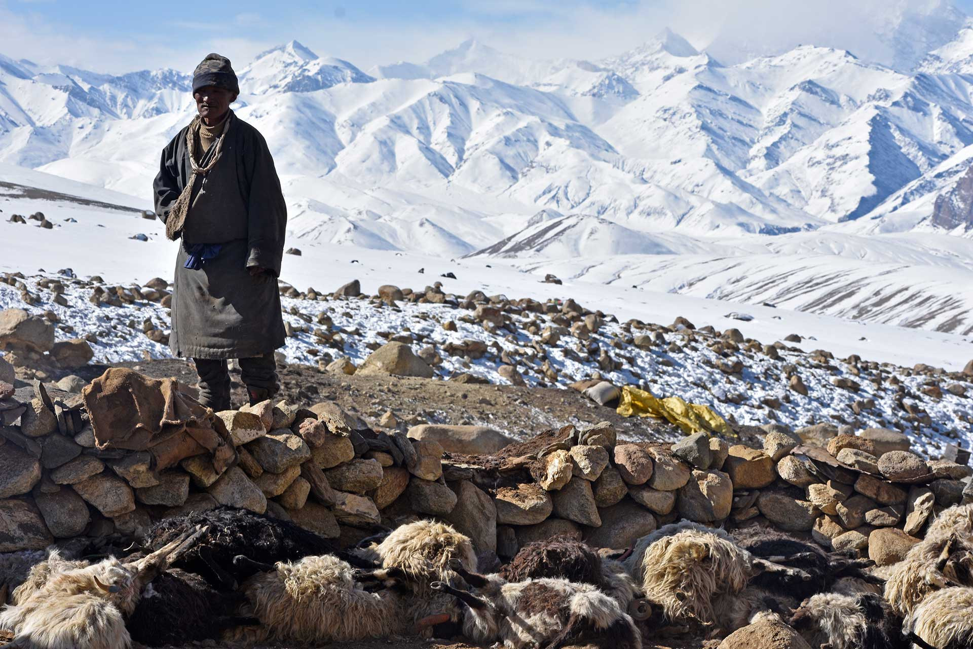 A herder pictured next to his corral filled with dead livestock