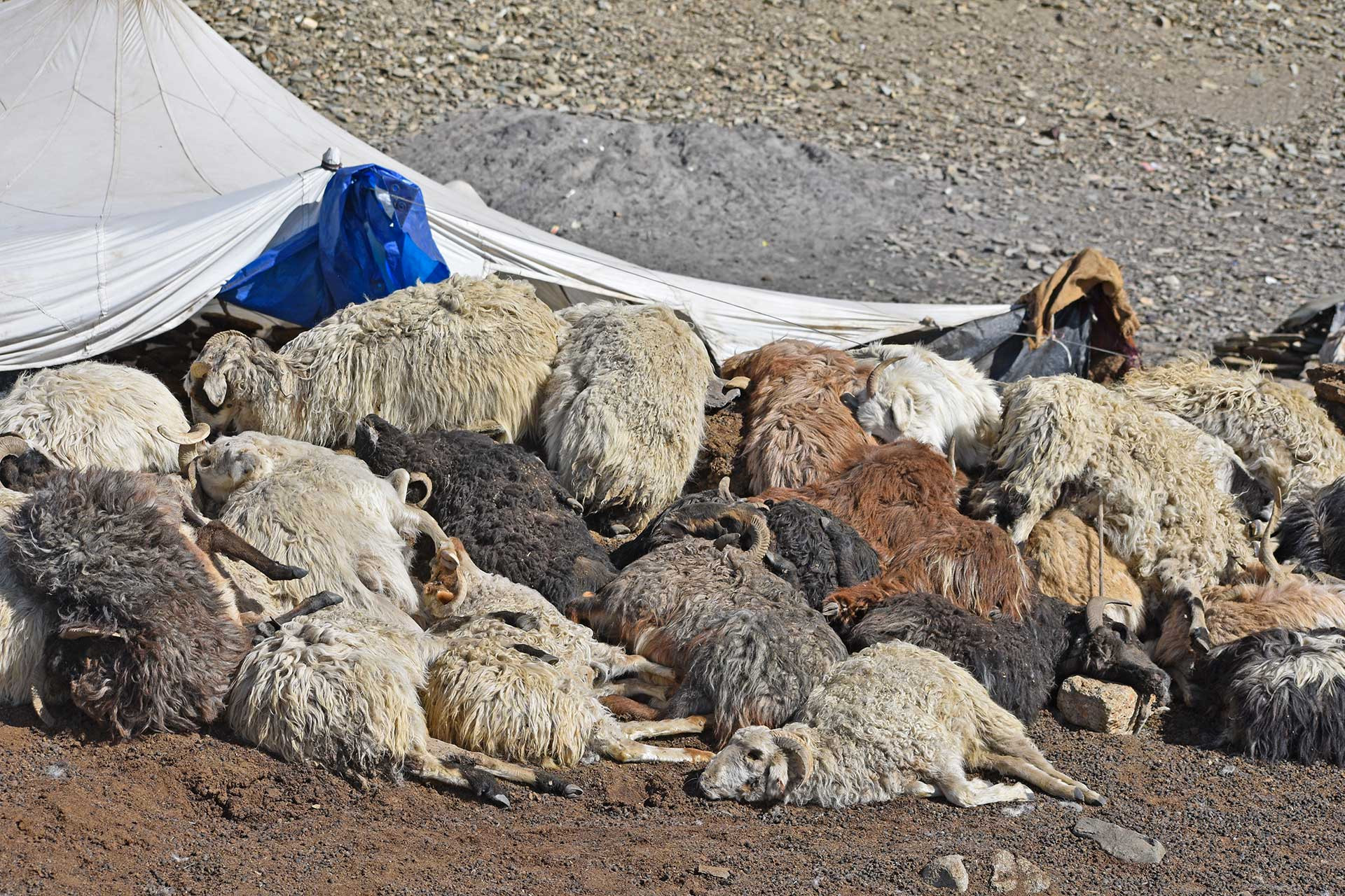 Dead livestock piled outside a herder's tent in Tongone Valley