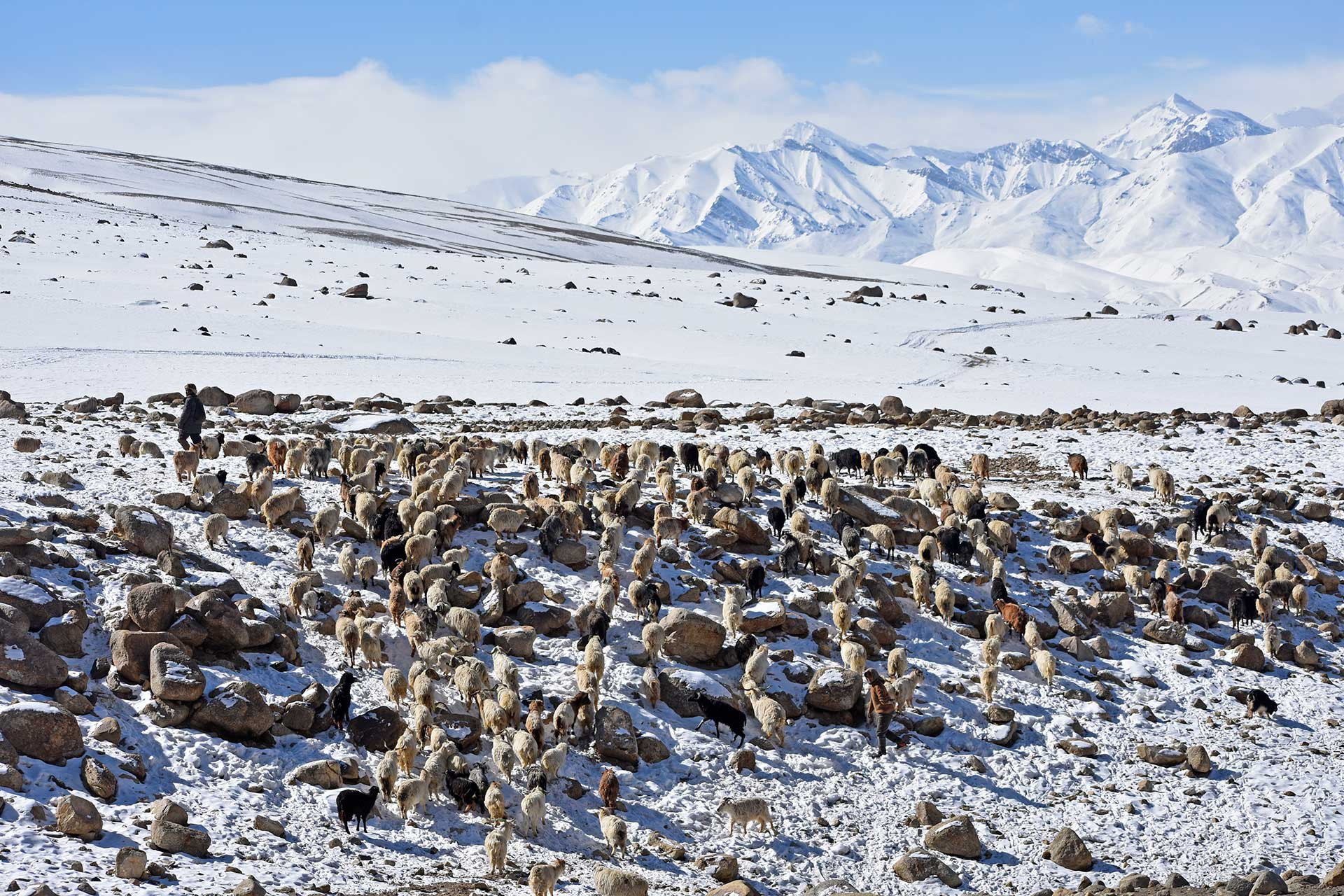 A shepherd leads his herd of goat and sheep in Tongone Valley