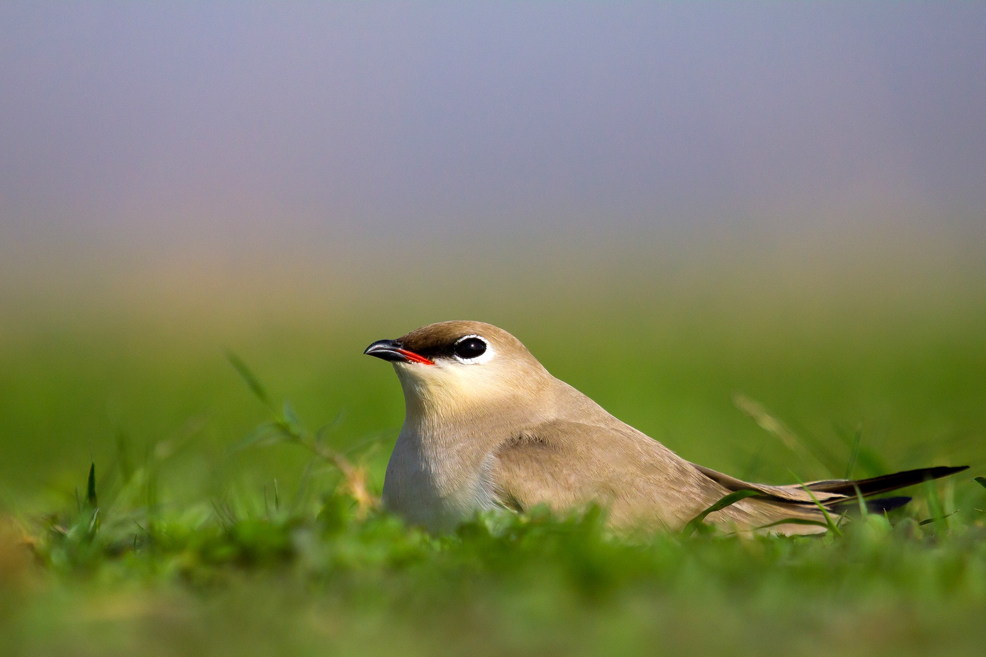 Small Indian Pratincole Glareola lactea