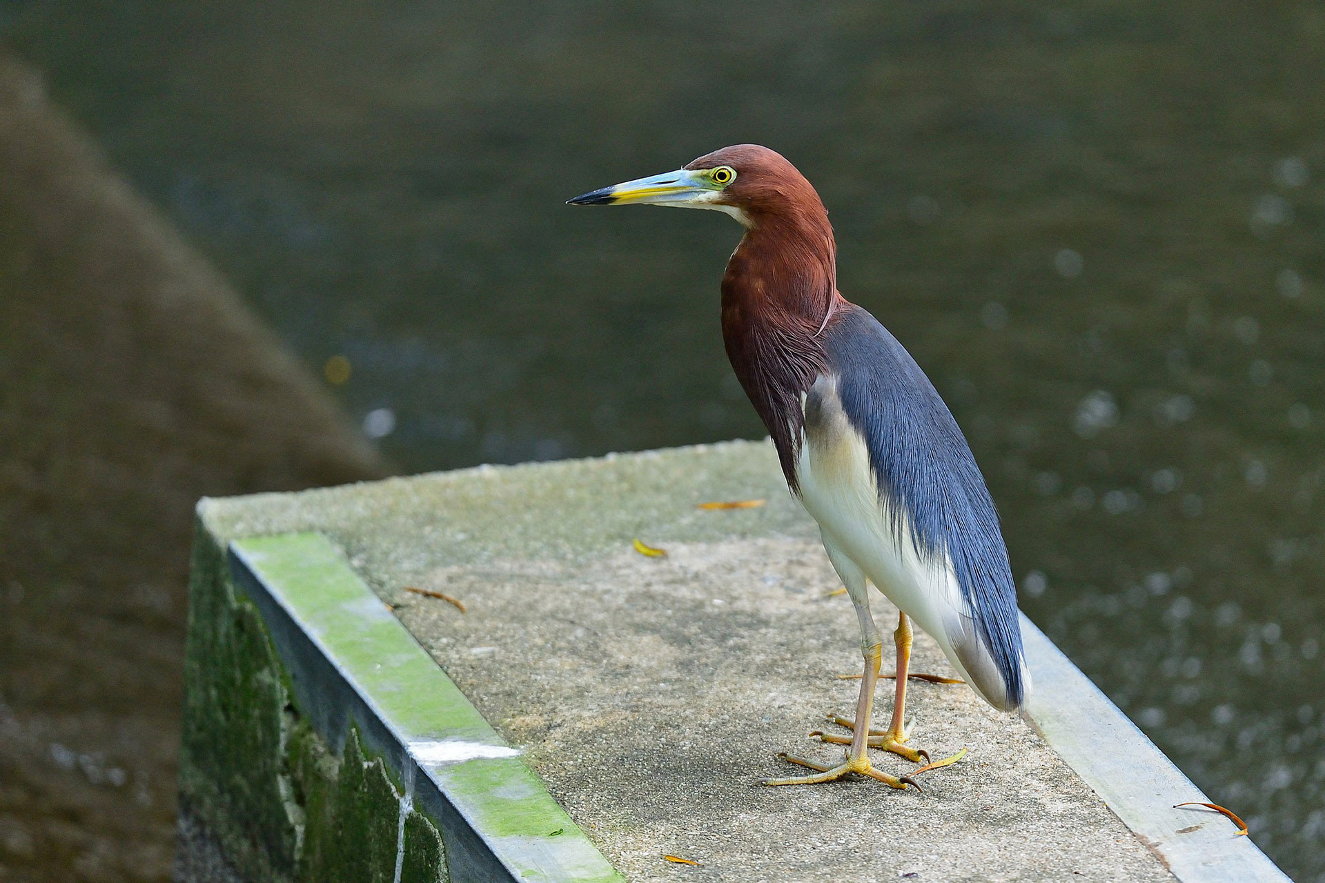 Chinese pond heron in breeding plumage near a lake