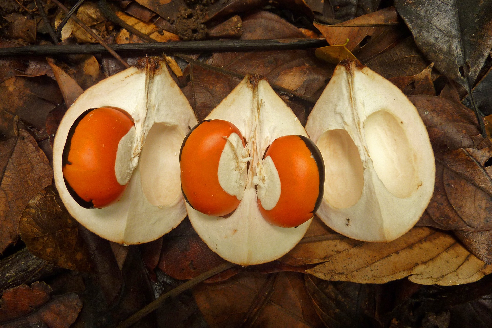 Chisocheton cumingianus - Rodents: Greedy Eaters Or Forest Helpers | Nature inFocus