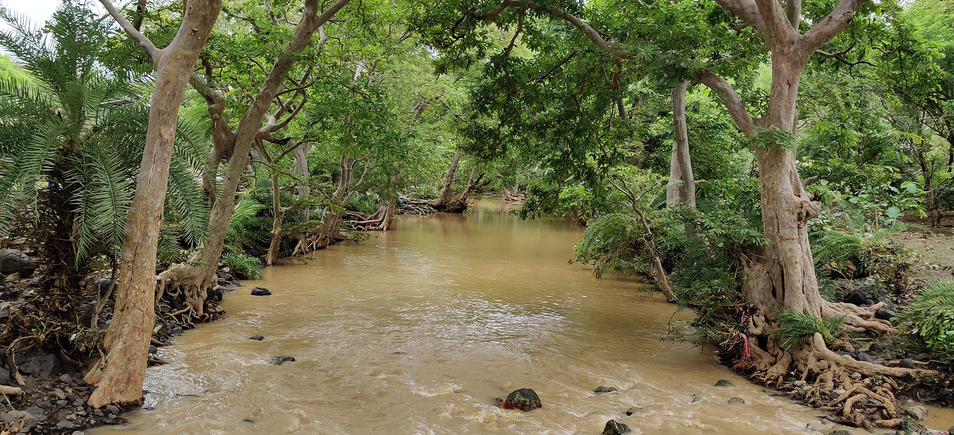 Choral forest - 13 Places To Go Birdwatching In Indore | Nature inFocus