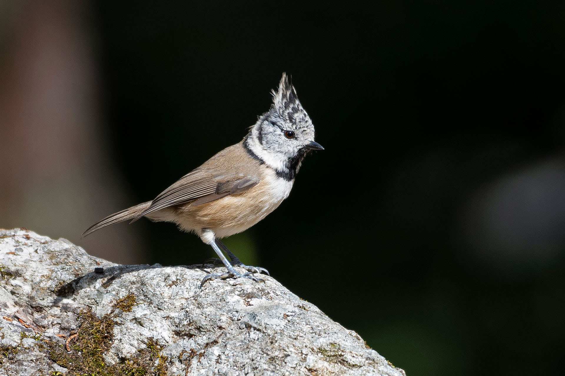 European Crested Tit on a rock