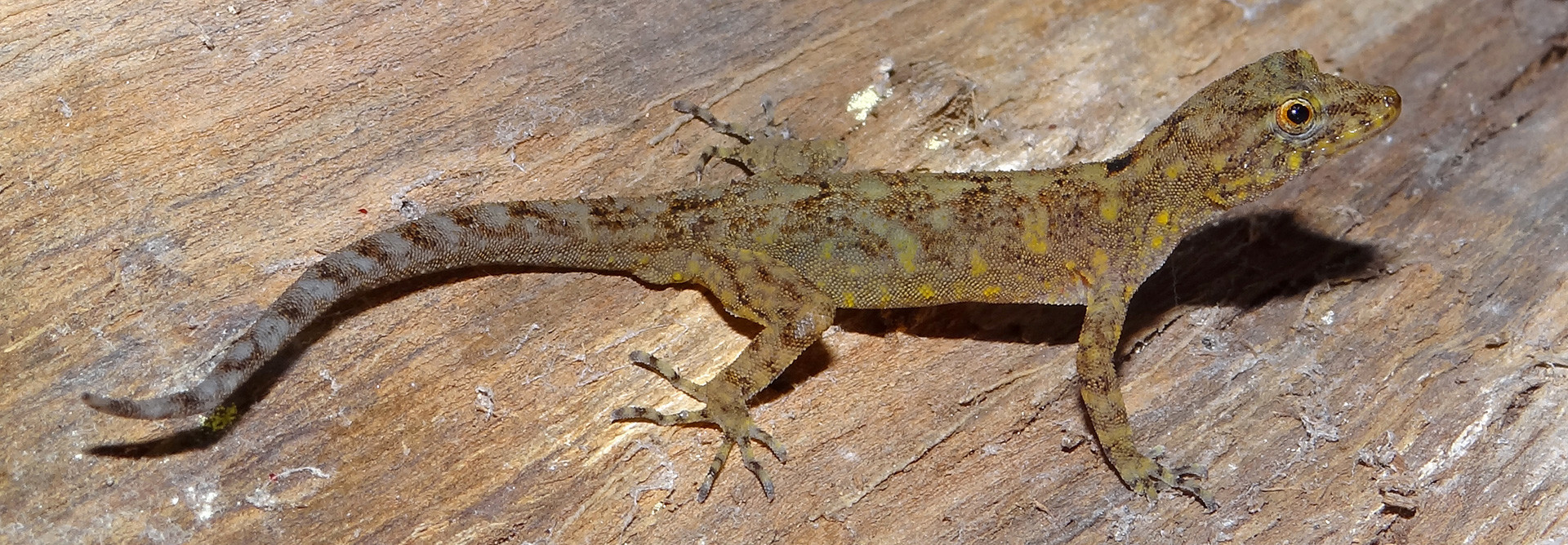 Cnemaspis girii zeeshan mirza - Varad Giri: Moulding The Future Of Indian Herpetology | Nature inFocus