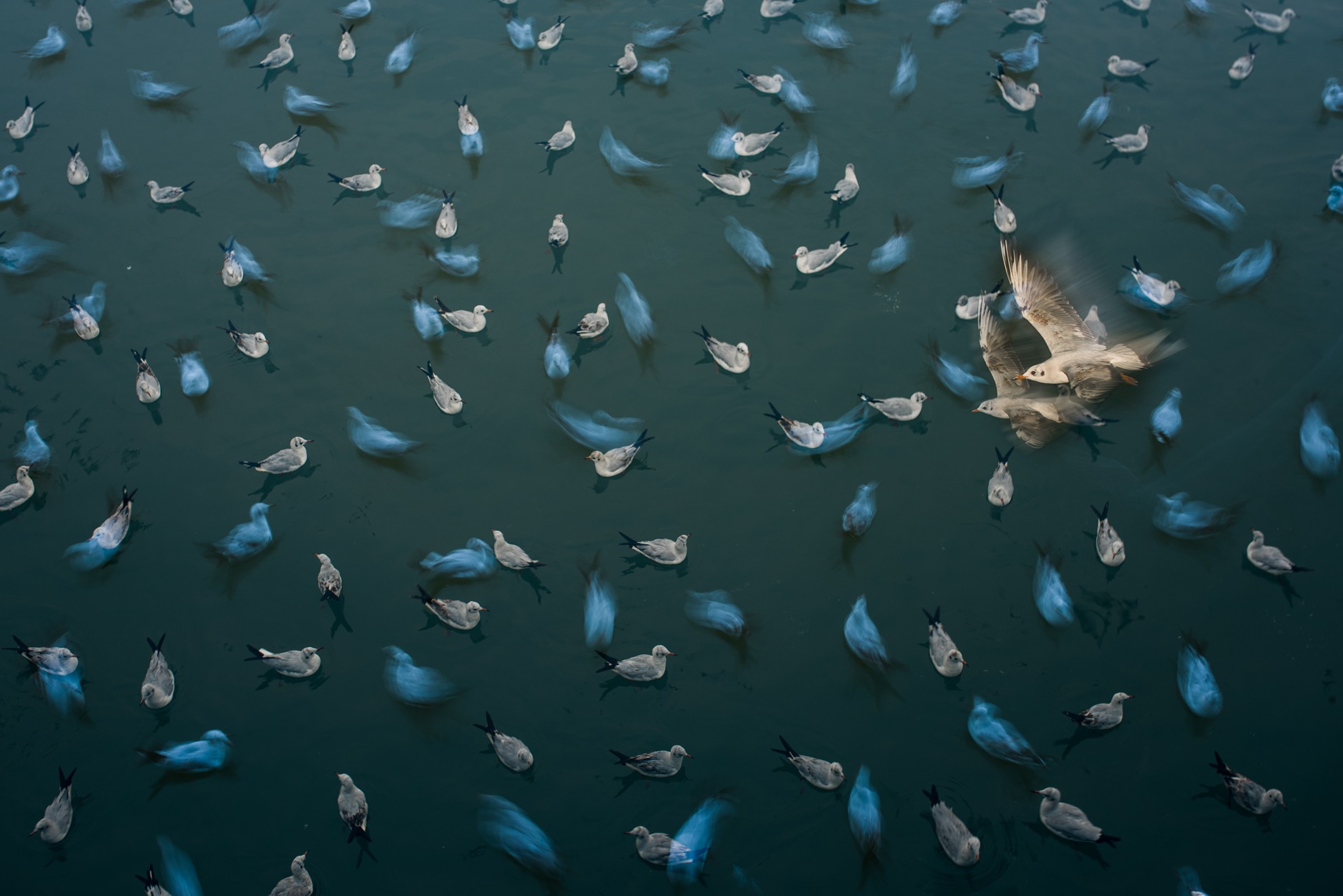 Cnp   pratik pradhan - Nature inFocus Photography Awards 2018: The Winners | Nature inFocus