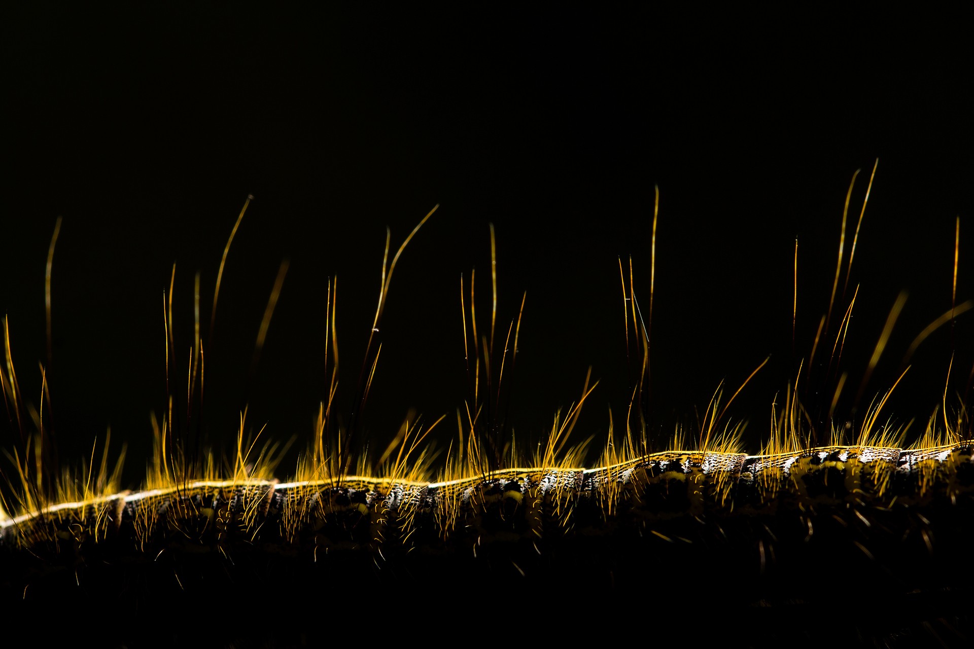 Cnp   jithesh pai - Nature inFocus Photography Awards 2018: The Winners | Nature inFocus