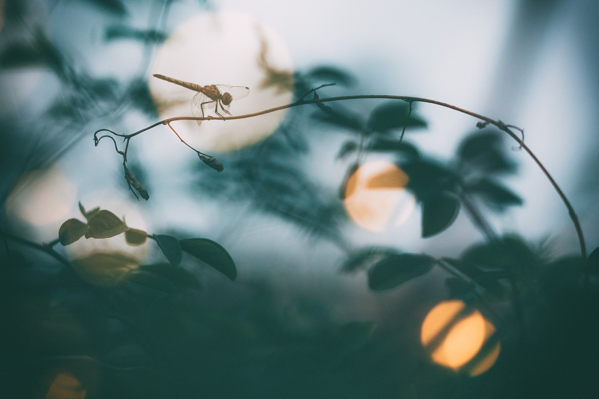 Cnp   swaroop singha roy - Nature inFocus Photography Awards 2018: The Winners | Nature inFocus