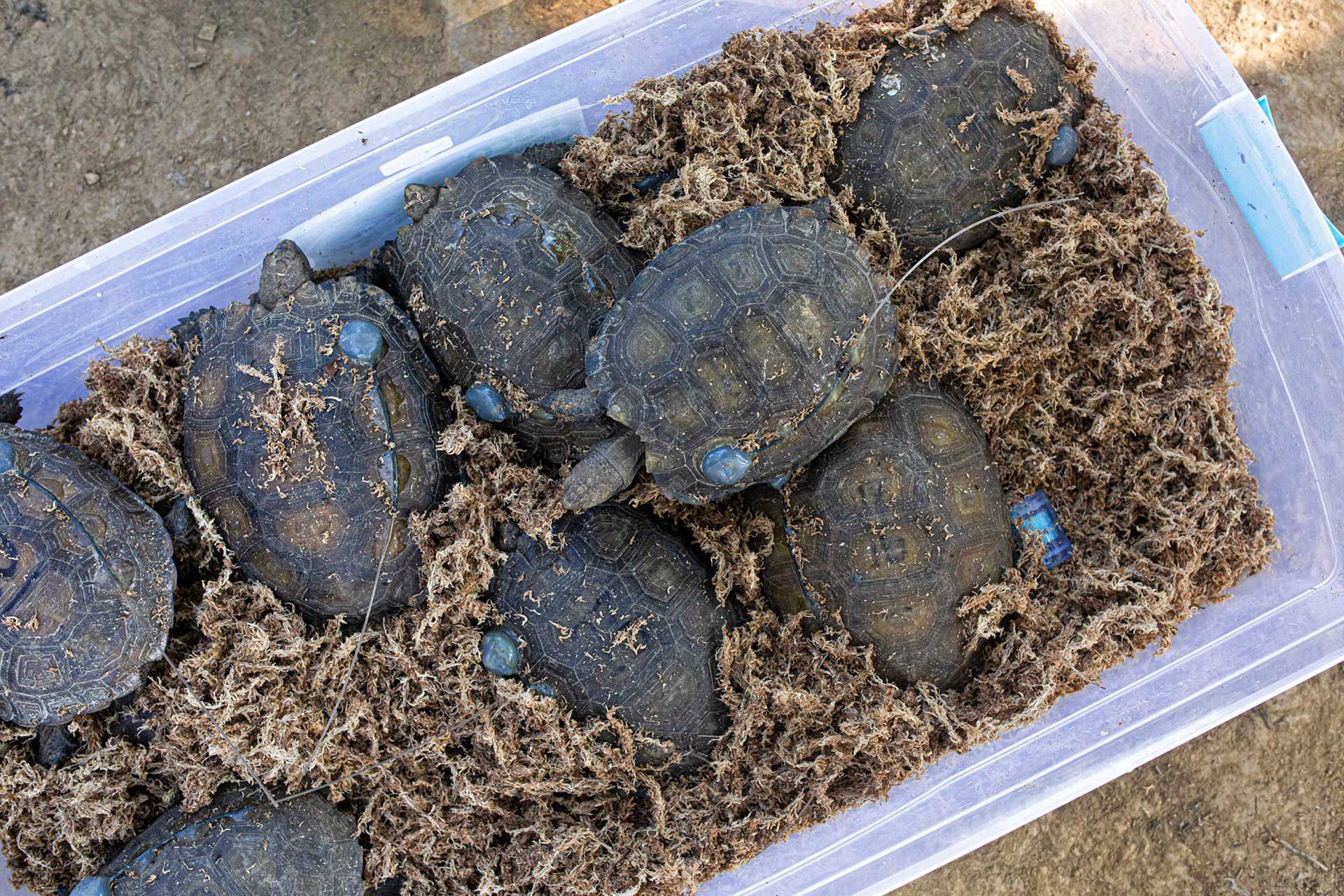 Captive-bred juvenile Asian Giant Tortoises attached with radio-transmitters
