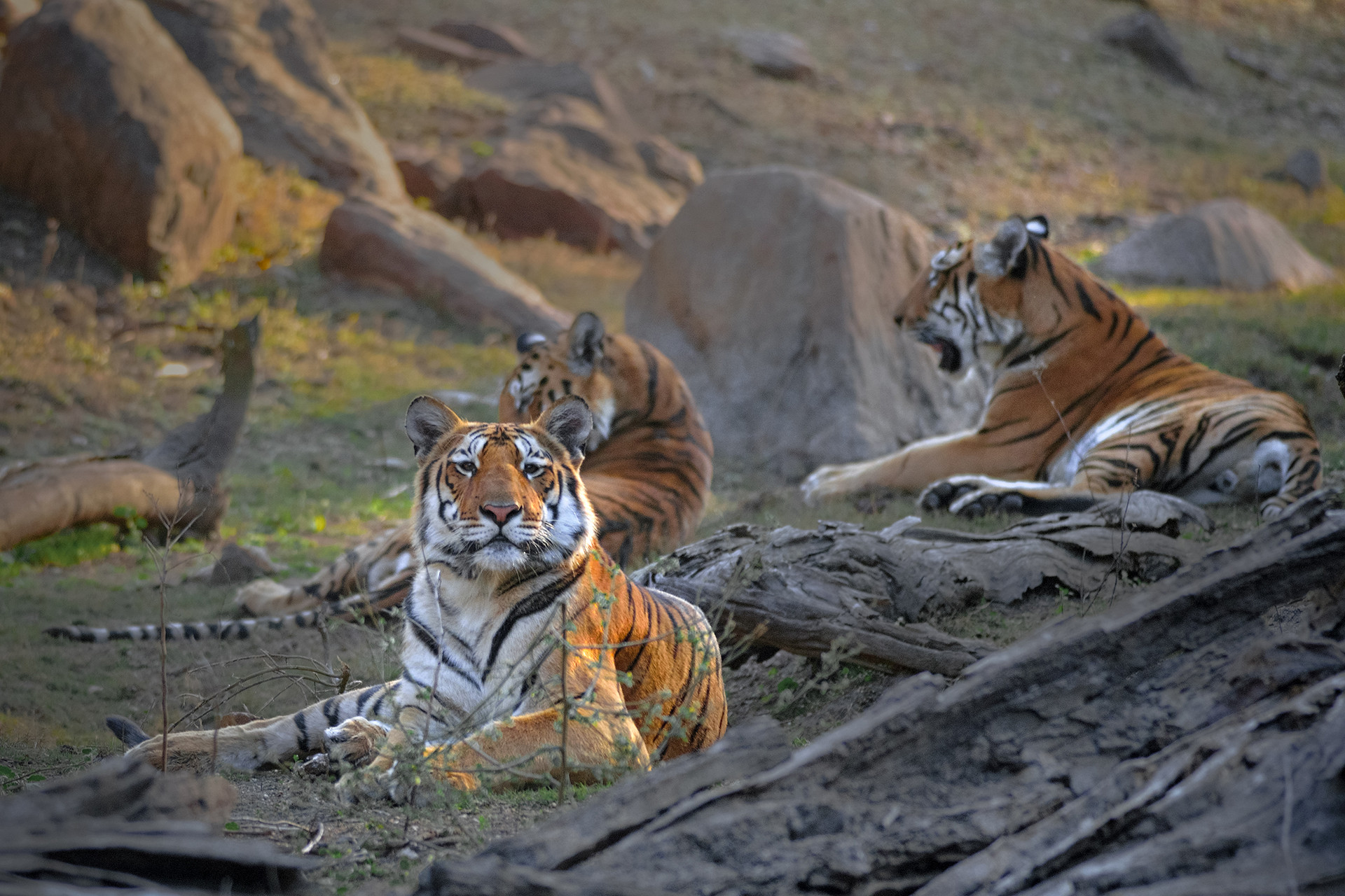 Collarwali  dsc - Snapshots From Pench | Nature inFocus