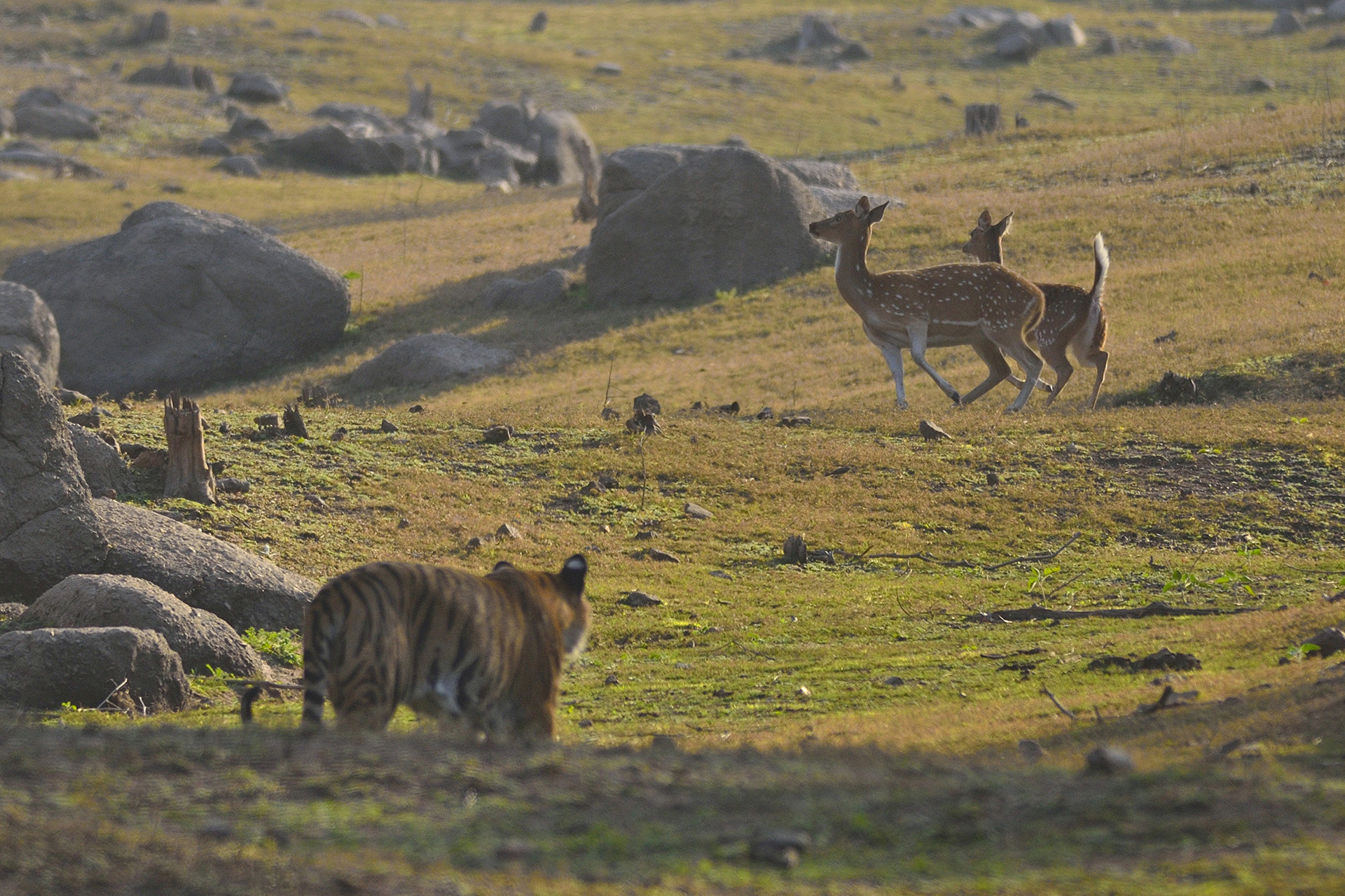 Collarwali dsc - Snapshots From Pench | Nature inFocus