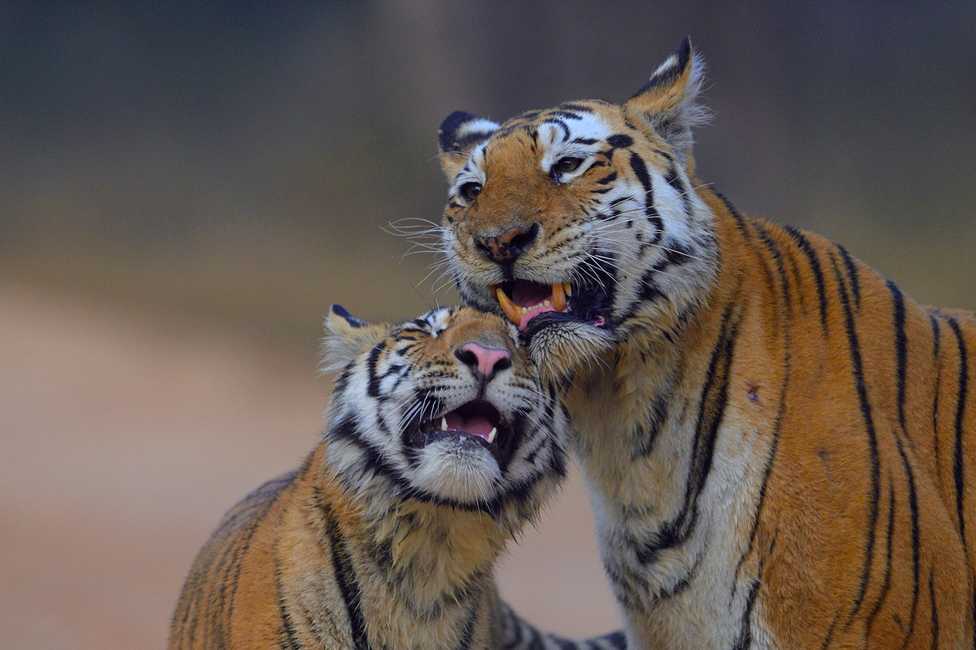     Collarwali withcub DSC     | Nature Infocus