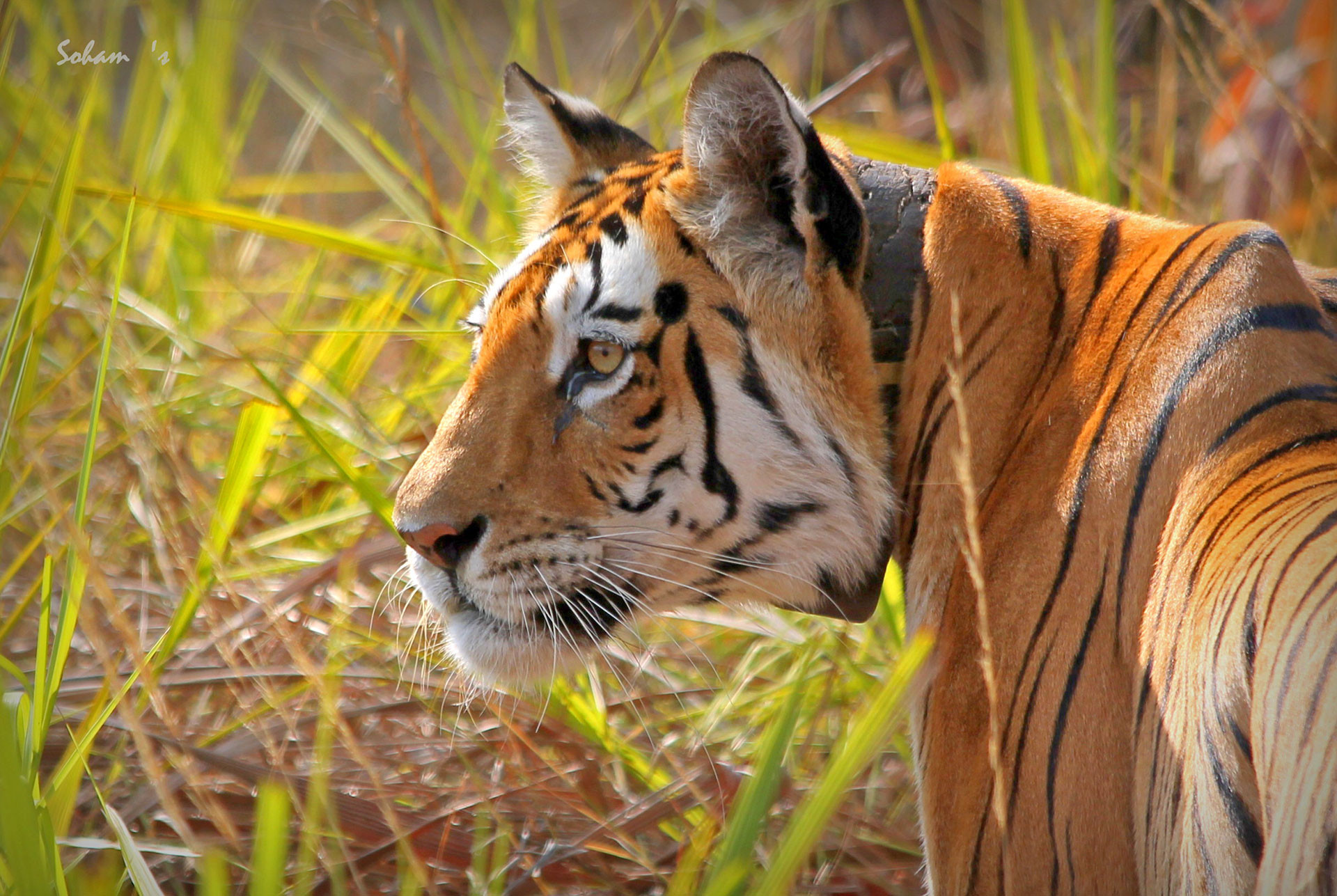 Famous tiger Collarwali image in Pench National Park