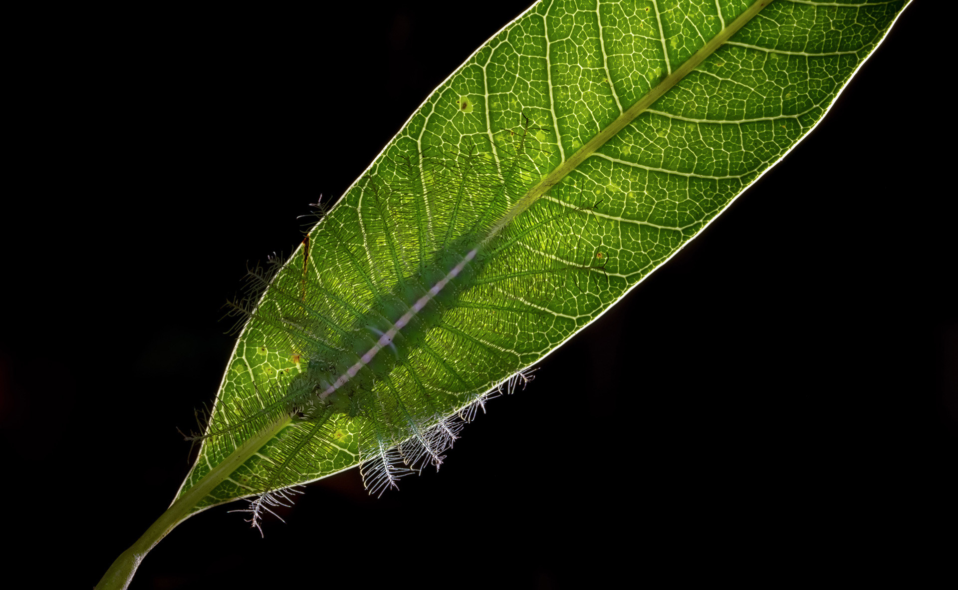 Common Baron butterfly caterpillar camouflage
