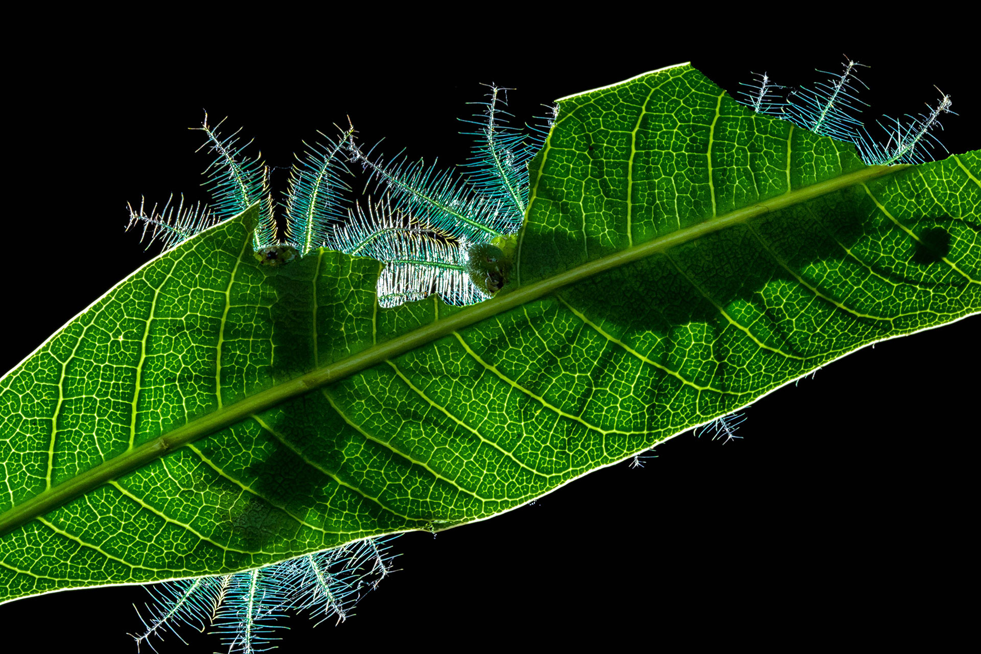 Common Baron Butterfly caterpillars on a mango leaf