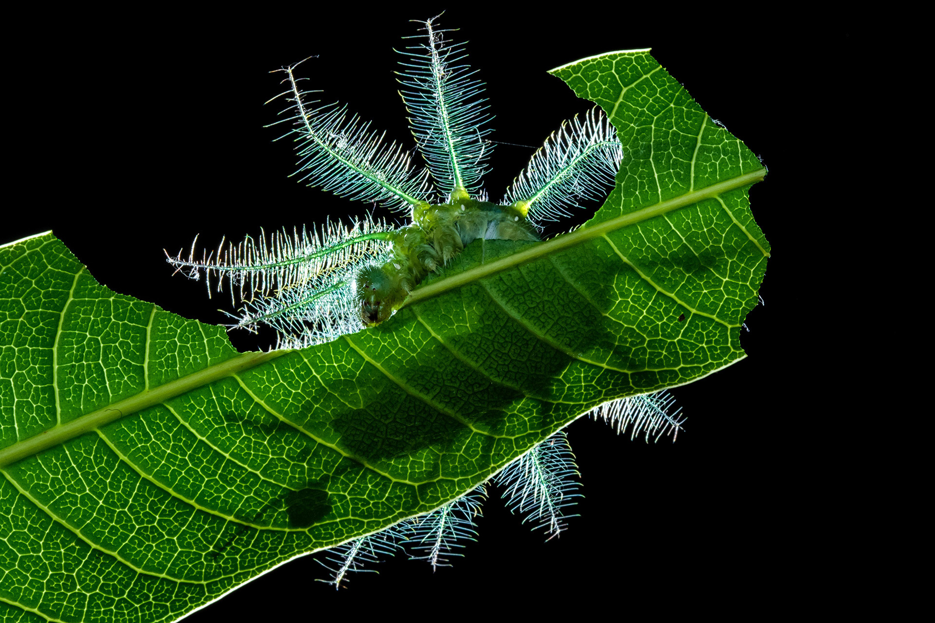 Common Baron Butterfly larval host mango
