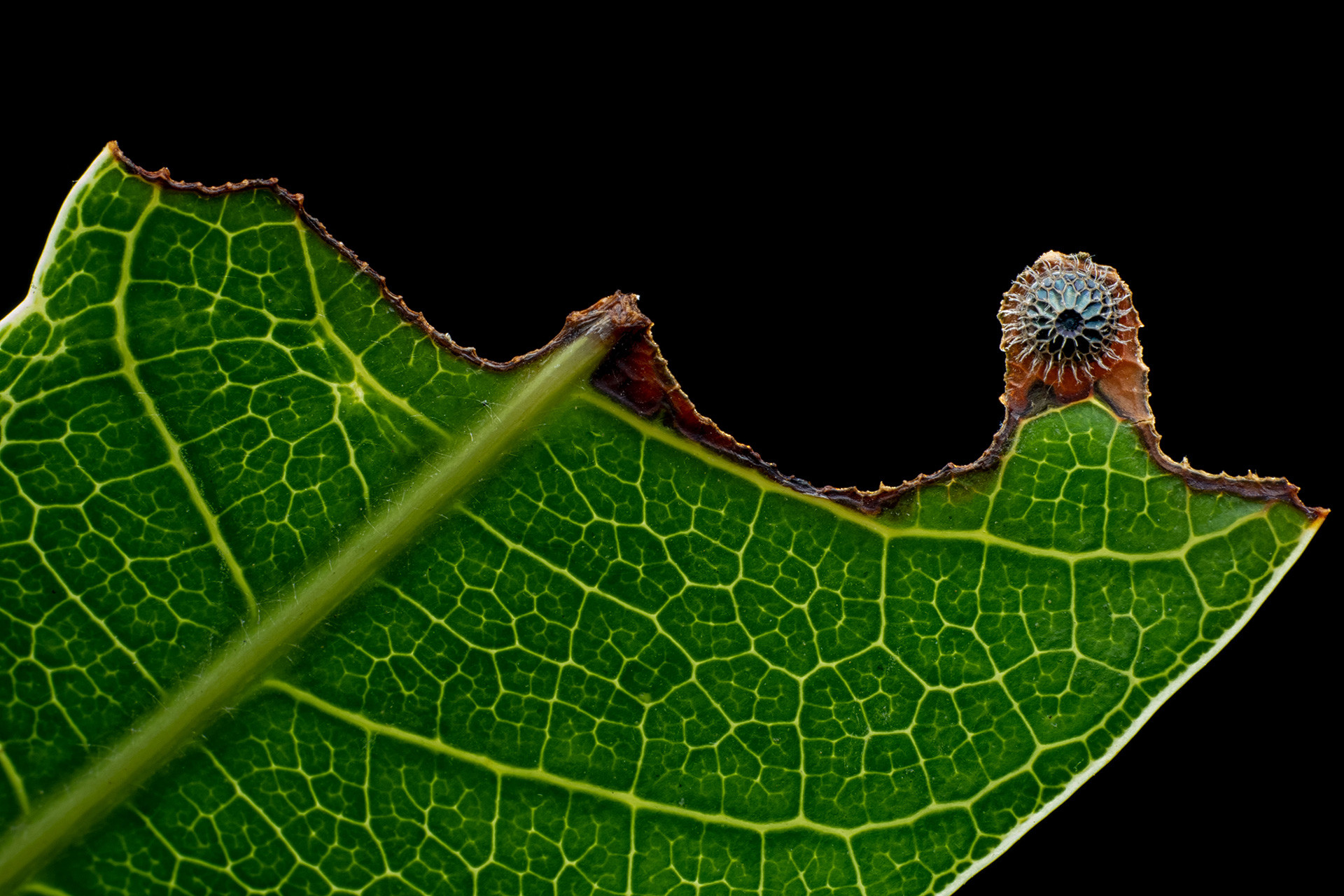 Eggs of Common Baron Butterfly