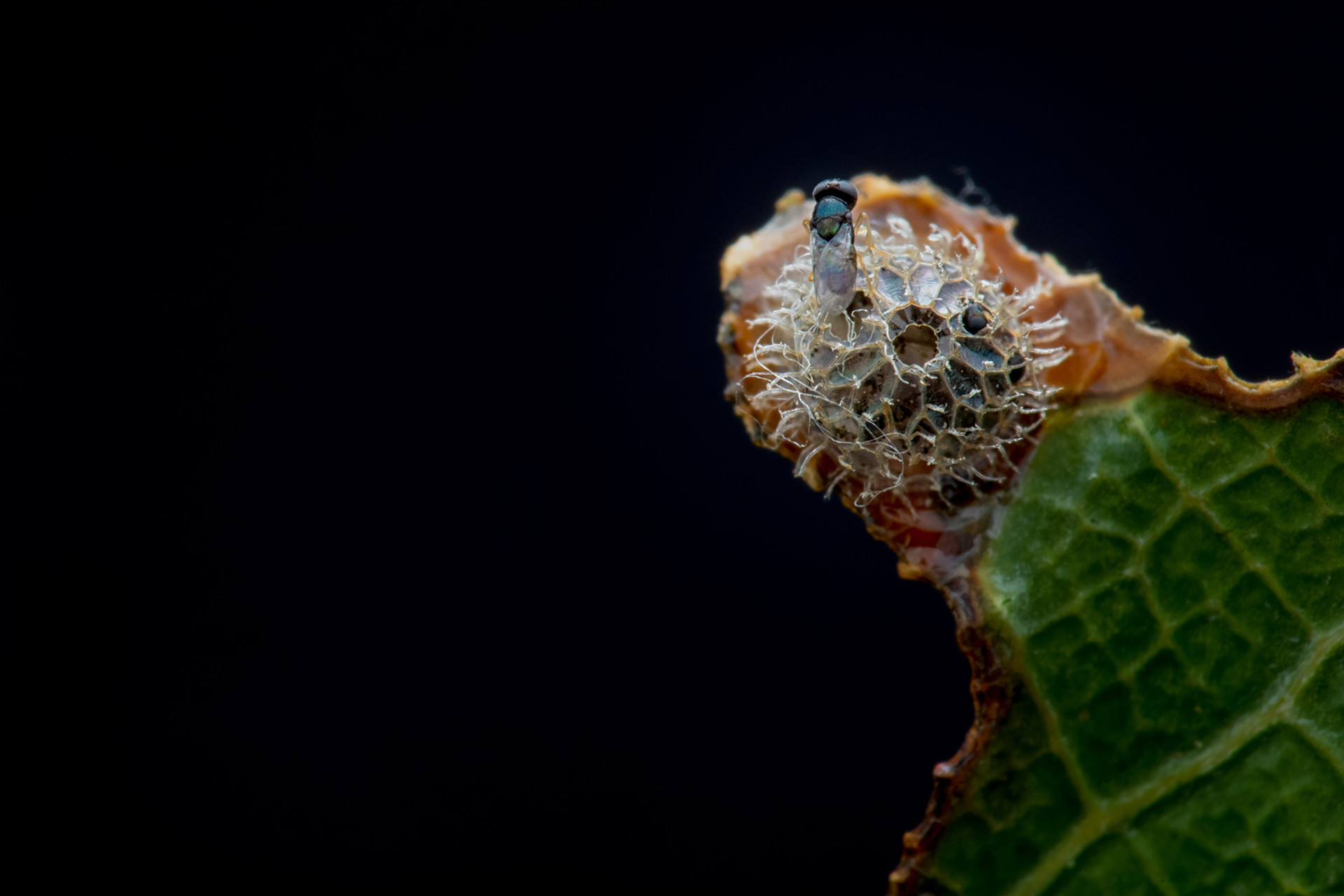 Parasitic wasp on egg of Common Baron Butterfly